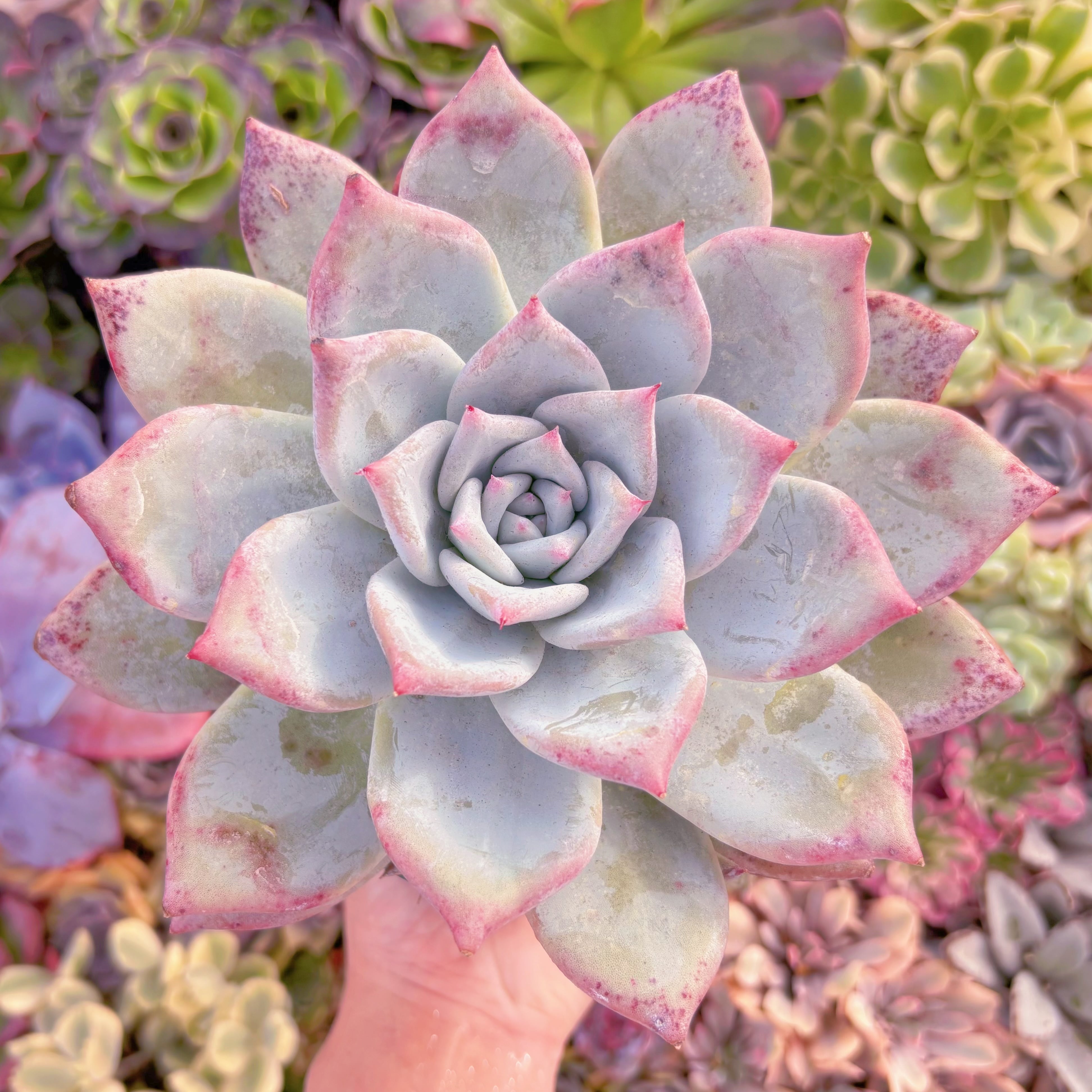 現品　ダイヤモンドコロラータ#F239　特大大苗　在庫僅少　るる農園