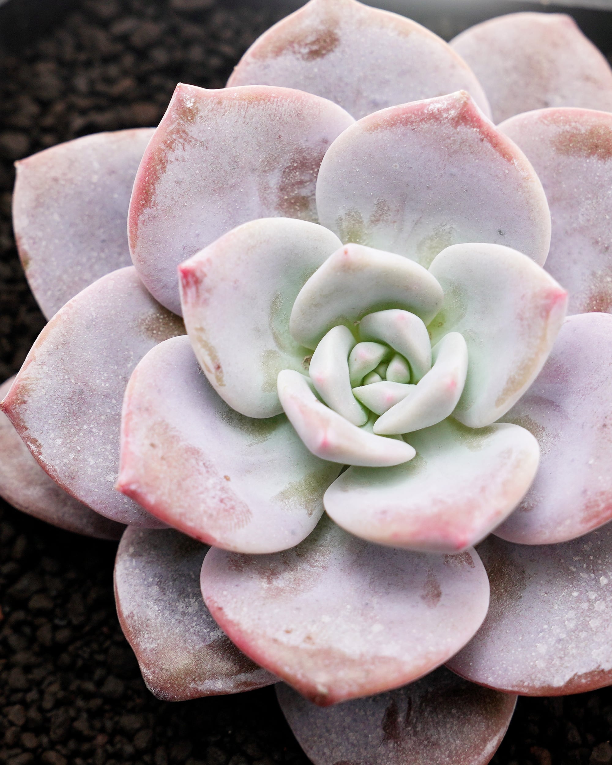 微発根カット苗 サクラスノー Graptoveria 'Sakura Snow' | PUKUBOOK