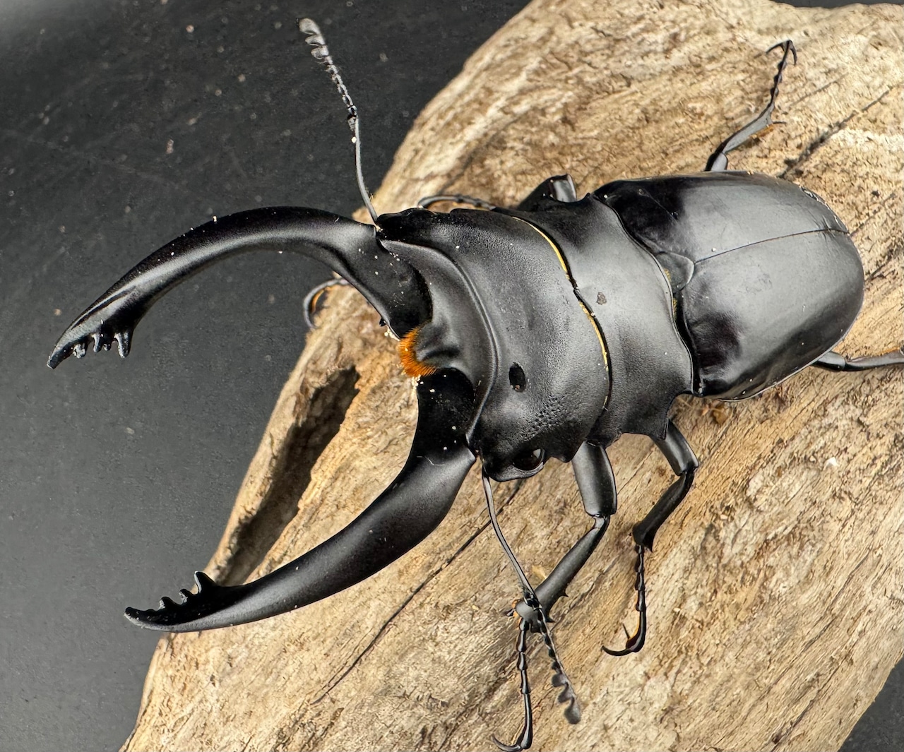 【WD】大型《アルケスツヤクワガタ 91.5mm ペア》