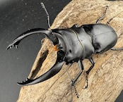 【WD】大型《アルケスツヤクワガタ 91.5mm ペア》