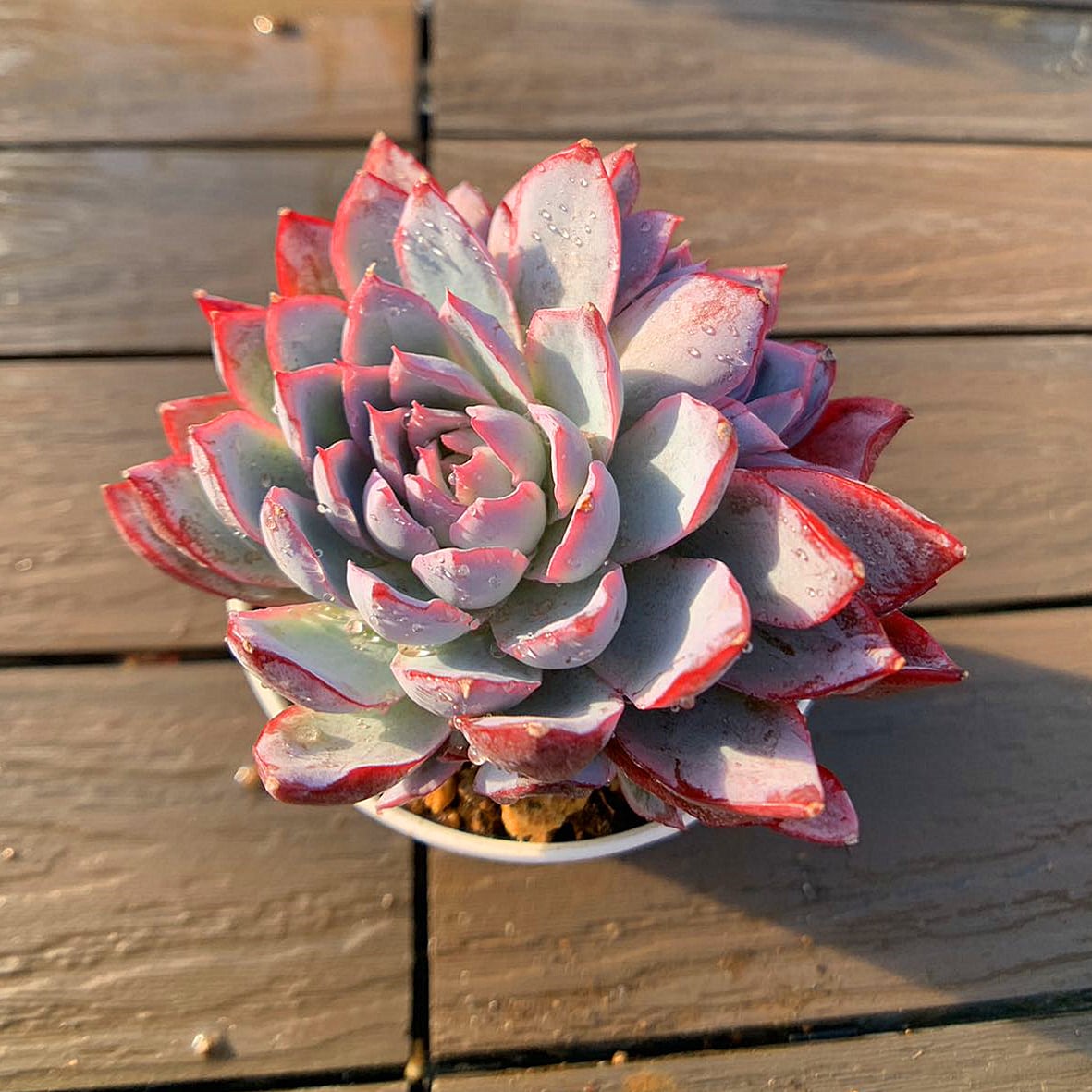 超美苗マディバ2頭大苗 【公式通販】