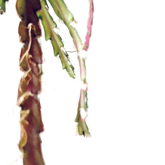 開花中✨花芽付き レピスミウム クルシフォルメ ロングサイズ1m 森林サボテン calm cafe