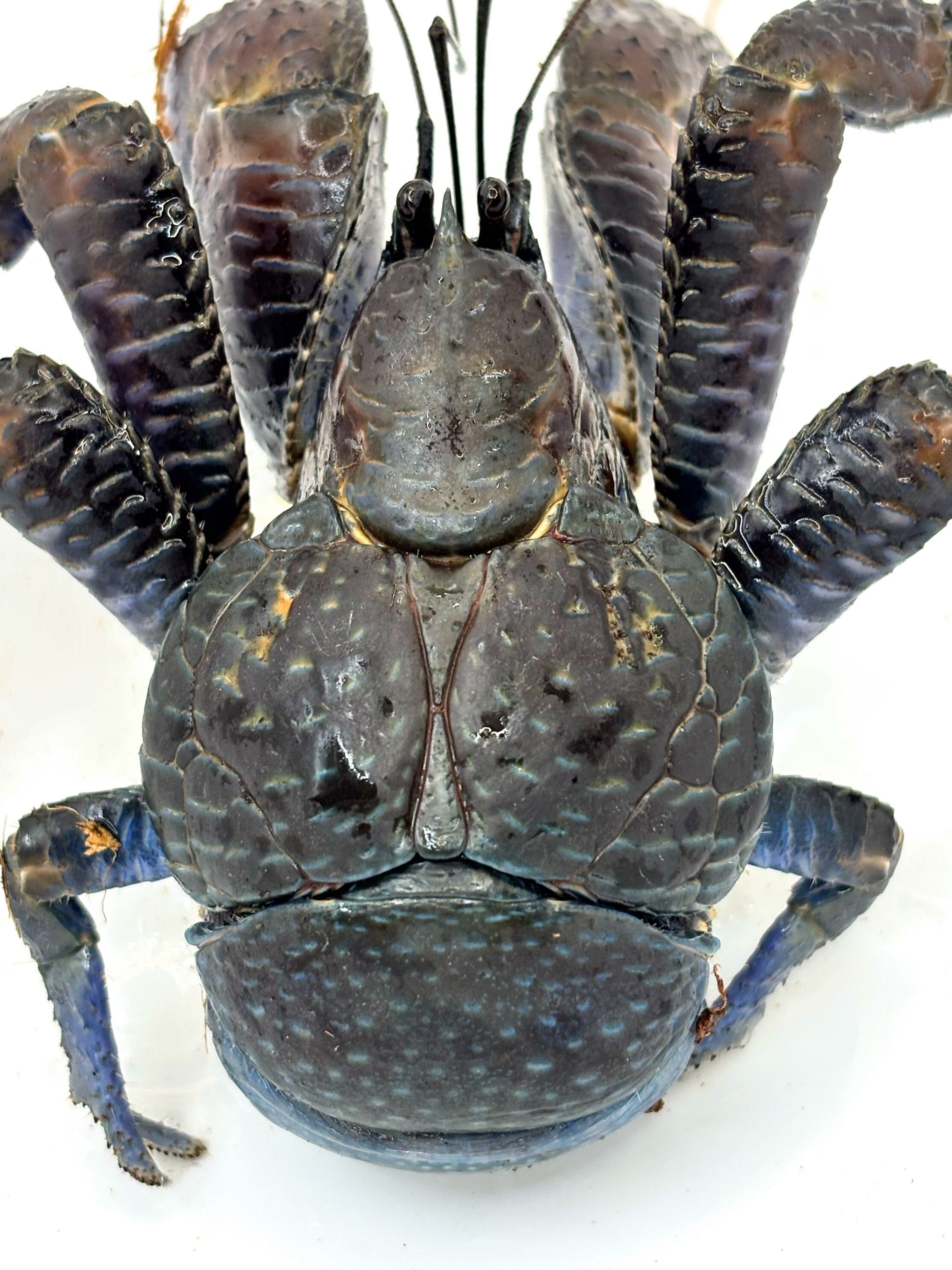 ヤシガニ②♂ 1匹 | まるころ商店〜まるくてころころした生き物を販売