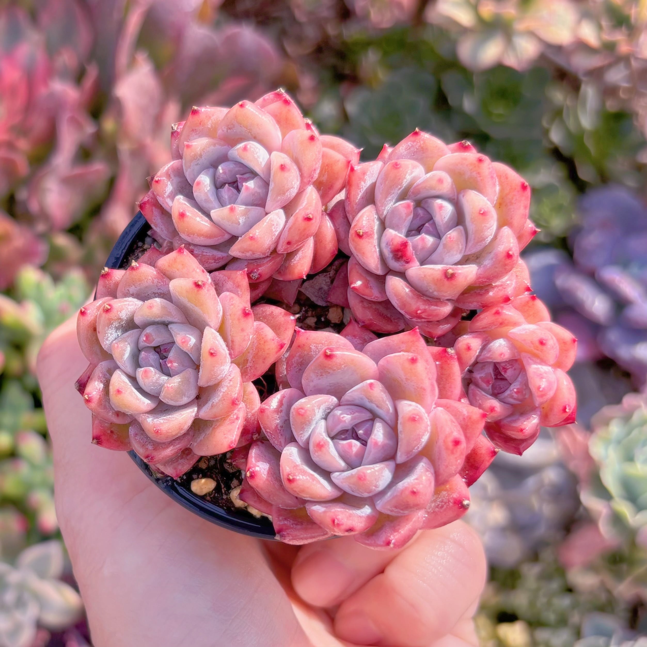 現品　レッドベルベットxラウイ#B58　るる農園