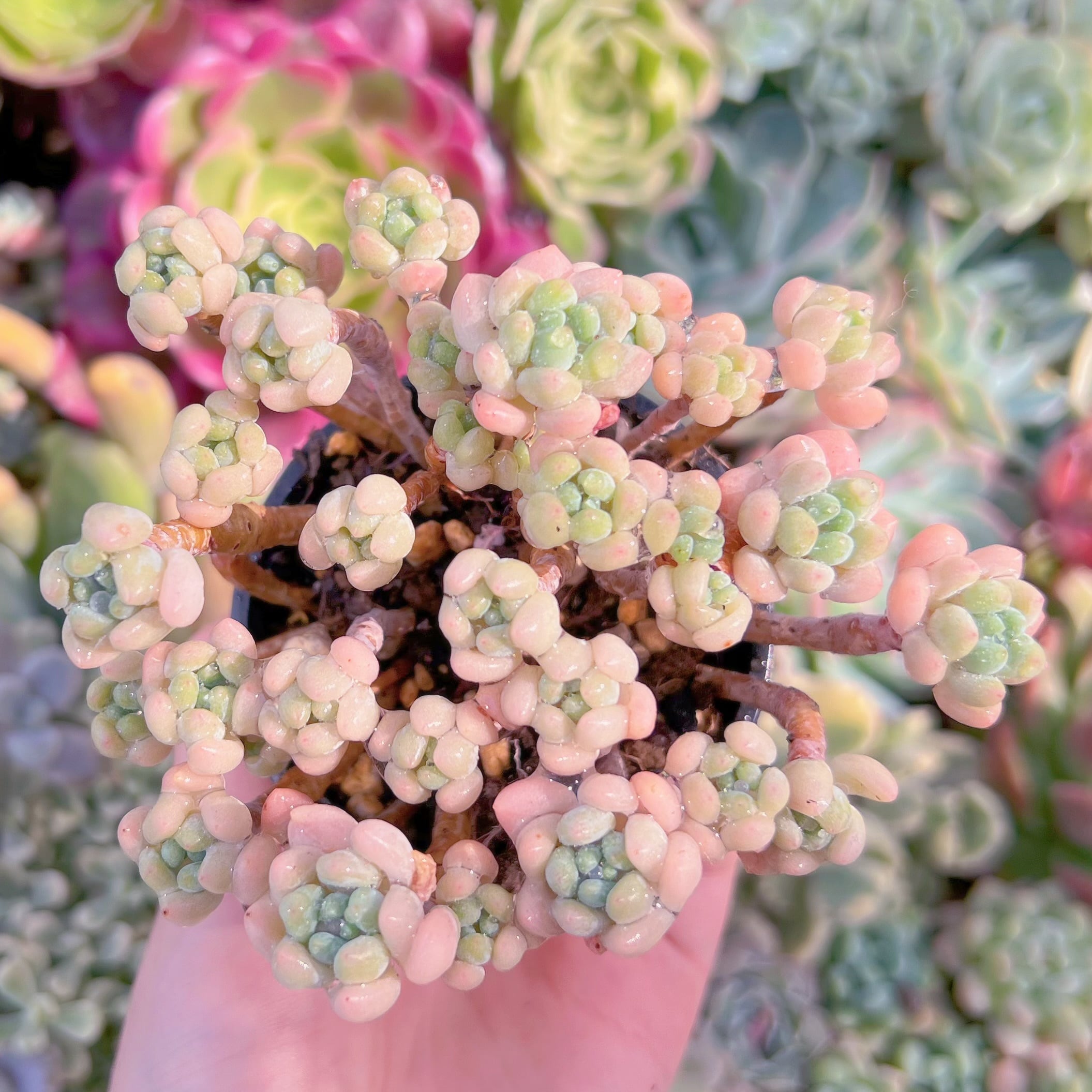 現品　ピンクロココ#664　るる農園