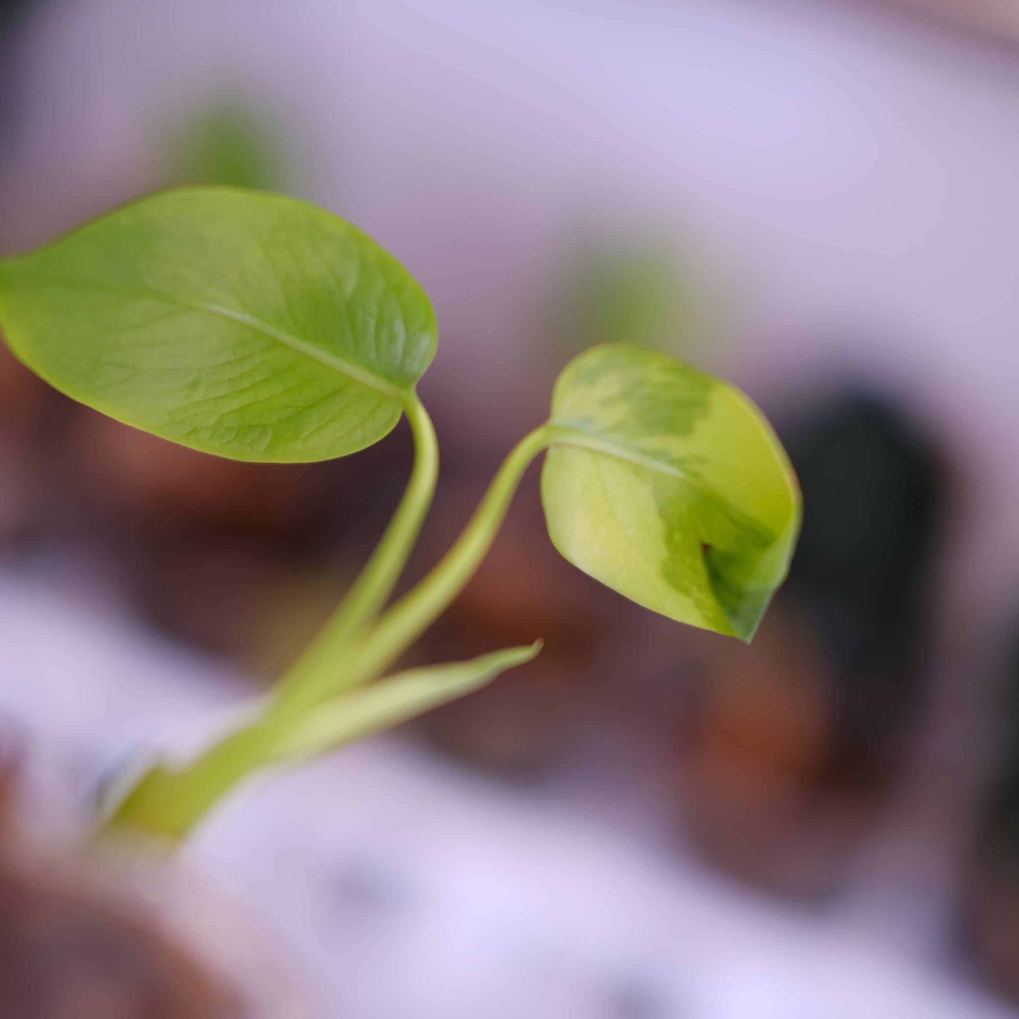 Monstera green on green｜モンステラ グリーンオン グリーン②｜観葉