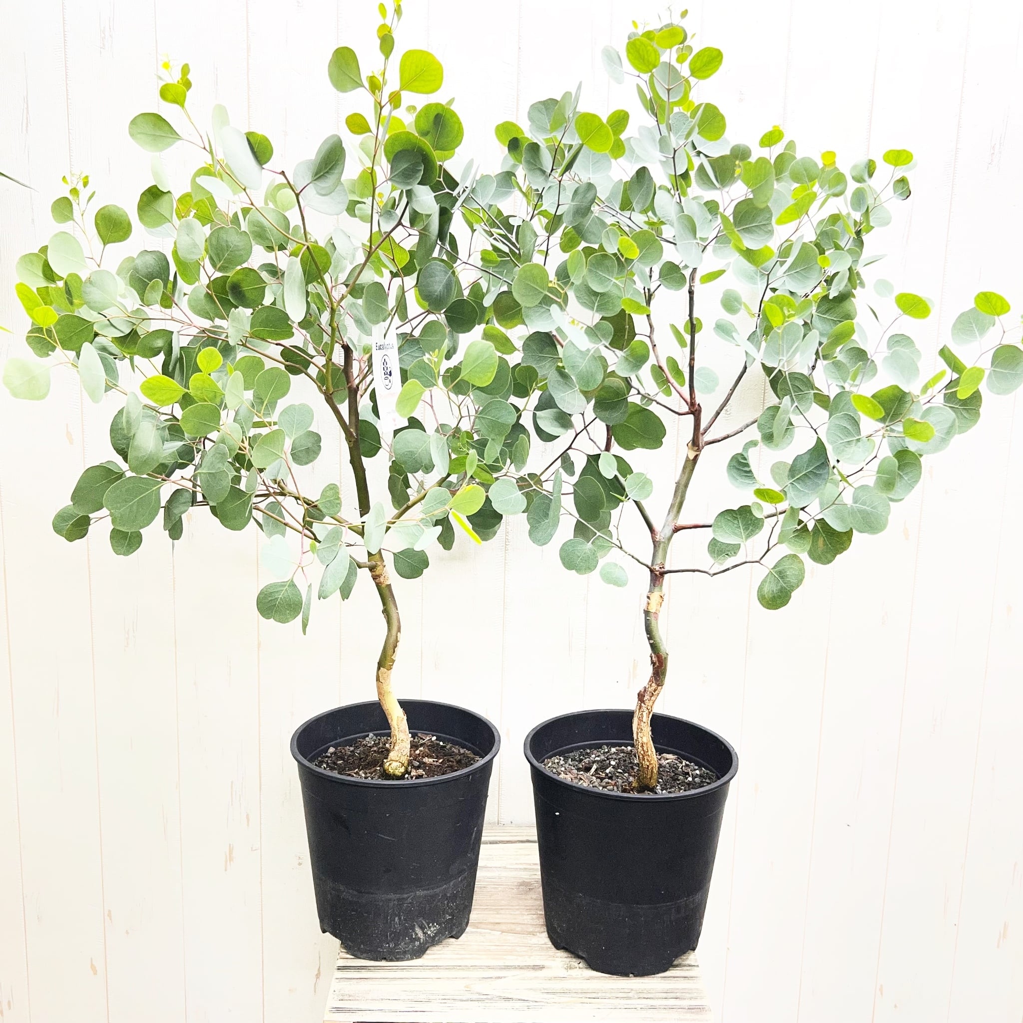 厳選樹形 幹太め ユーカリ ポポラス | PLANTS SHOP OLIVE