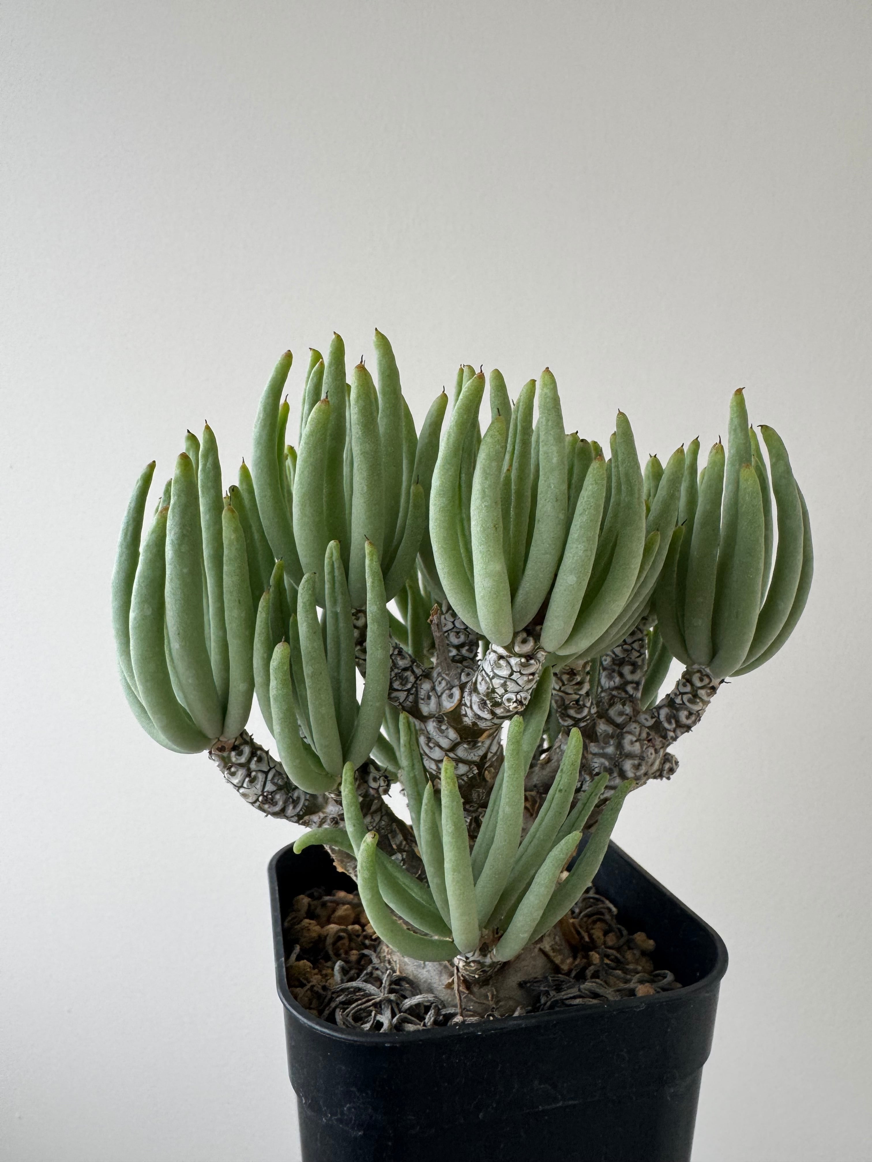 極上品】Tylecodon pearsonii 【長年作り込まれた冬型塊根】チレコドン