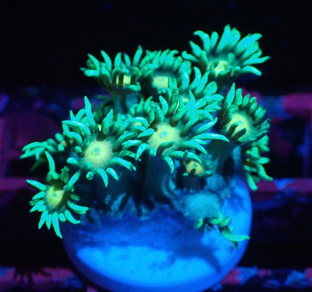 【現地買付】Goniopora FromMakassar YellowEye 6