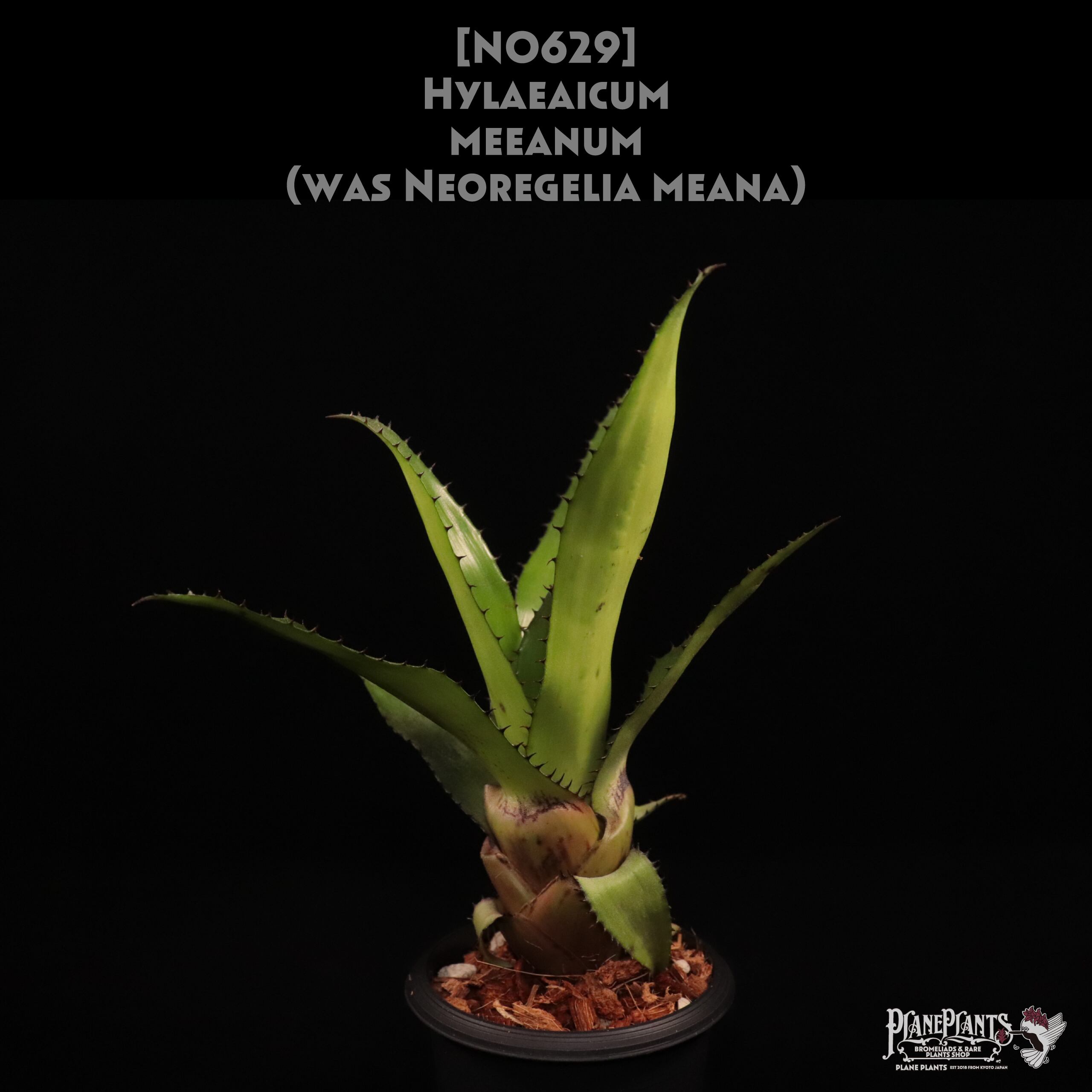 Hylaeaicum | plane plants