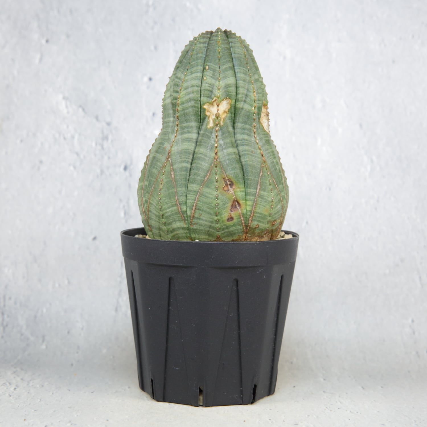 オス株 アローパターン ひょうたん型 マウンテン ラギット オベサ