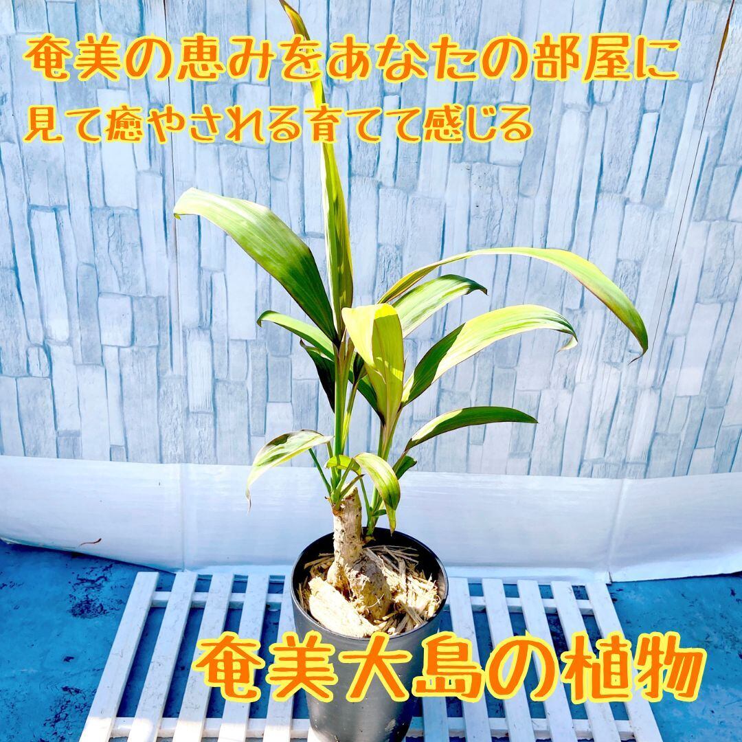 沖縄の恵み】南国の風を感じる天然木 沖縄の恵み】南国の風を感じる