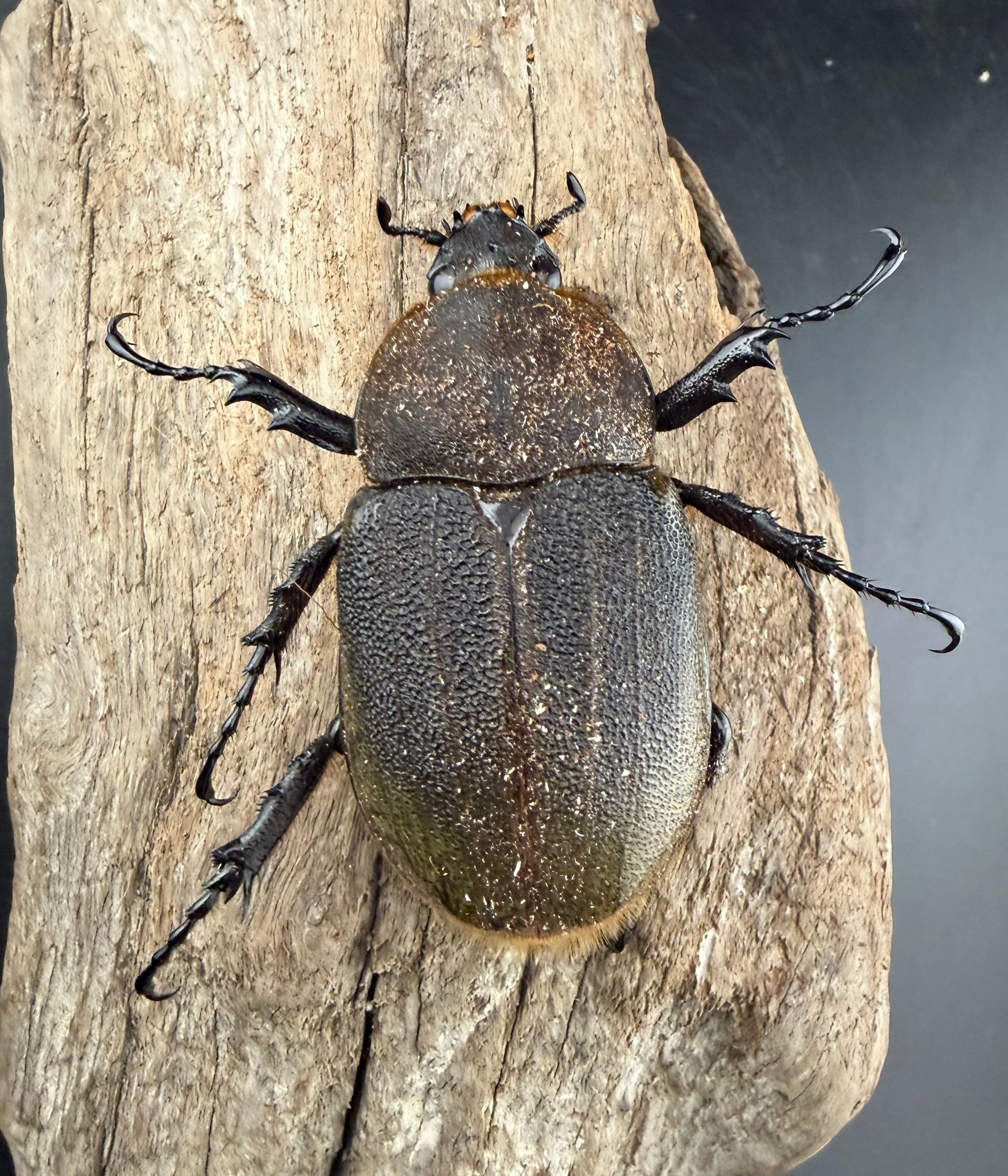 ヘラクレス・ヘラクレス 140mm ペア》 | KPW公式オンラインショップ