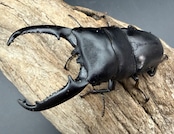 【WD】《パラワンオオヒラタ ガントン産 90mm ペア》