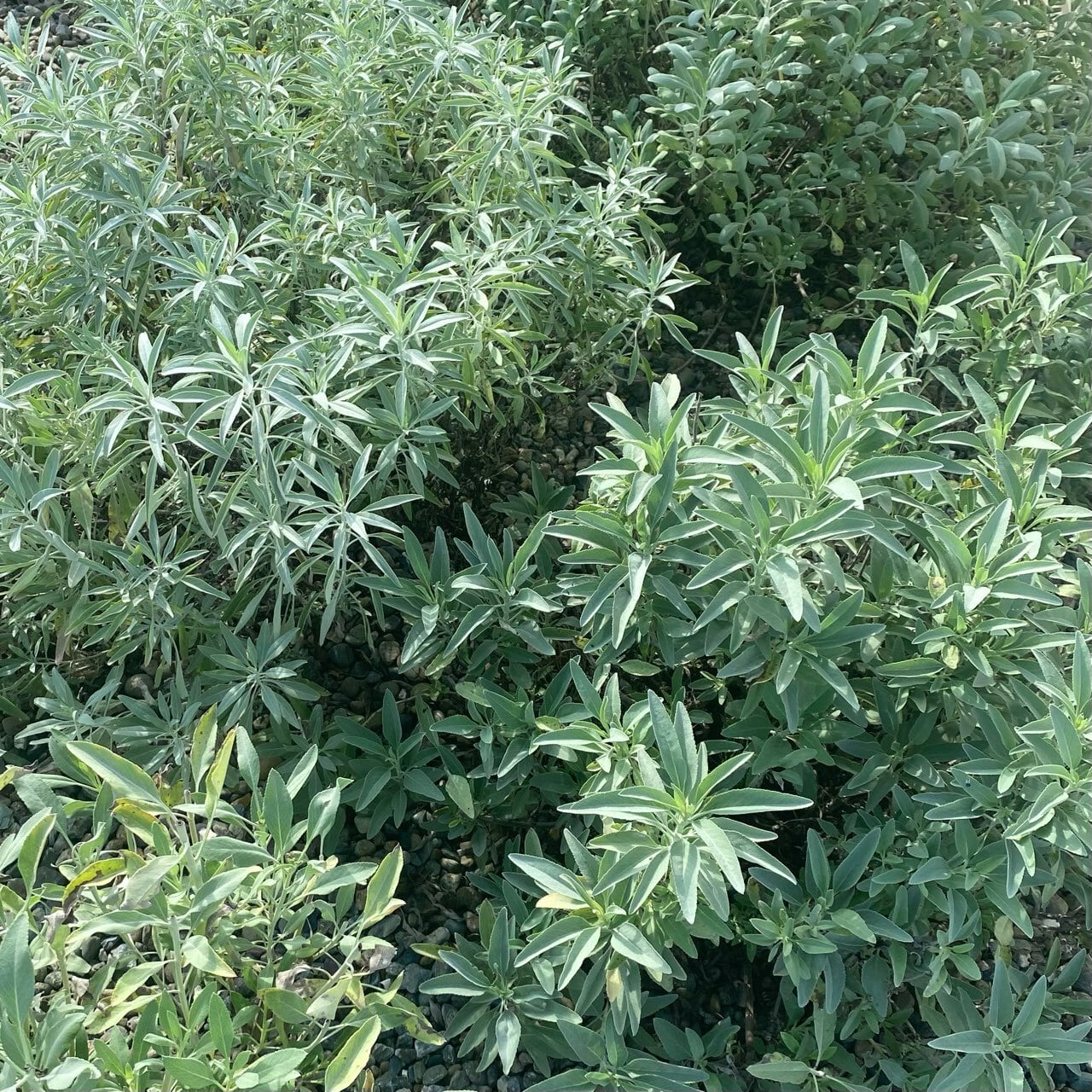 無農薬ホワイトセージ ドライ 4g | 松田香草のハーブのお店