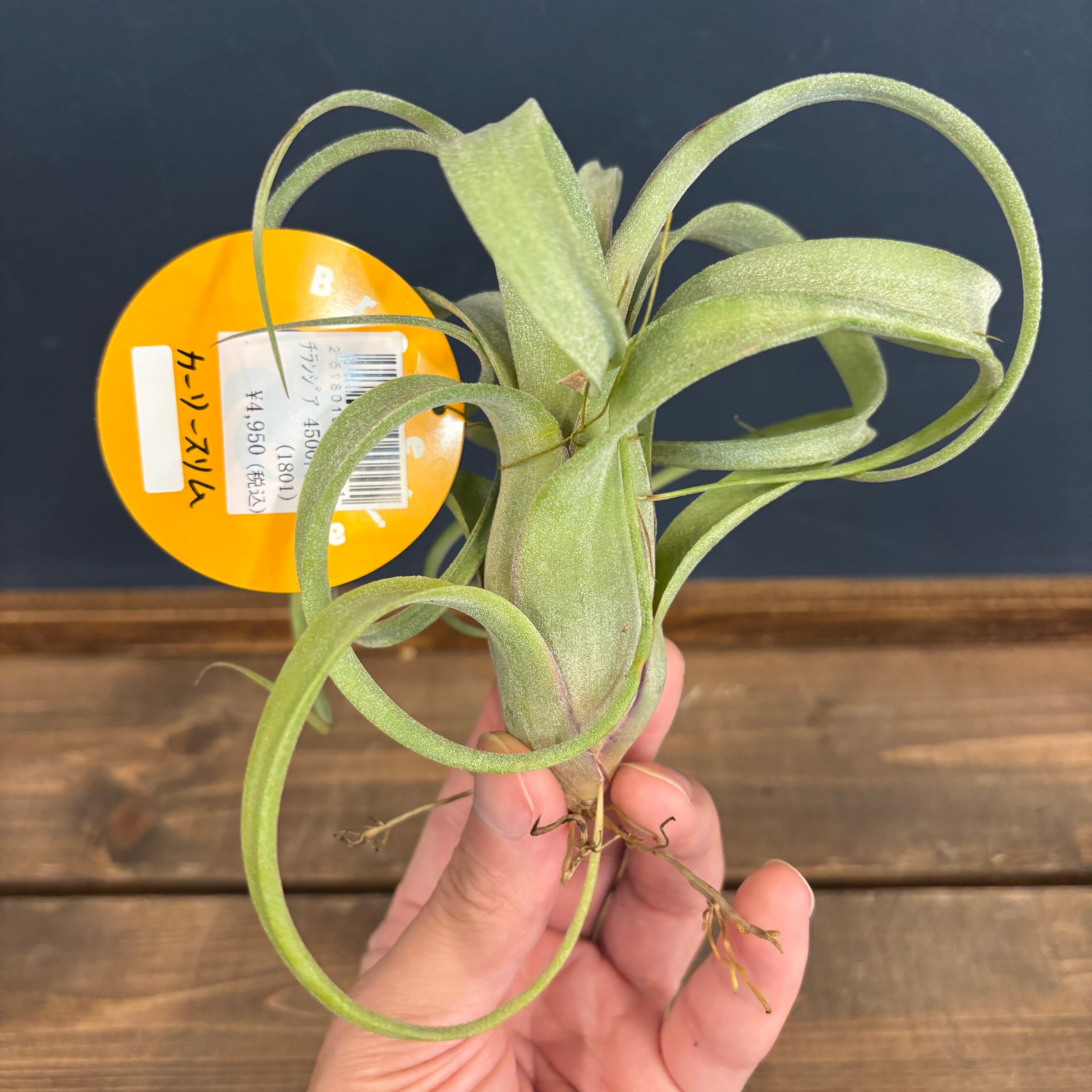 チランジア カーリースリム