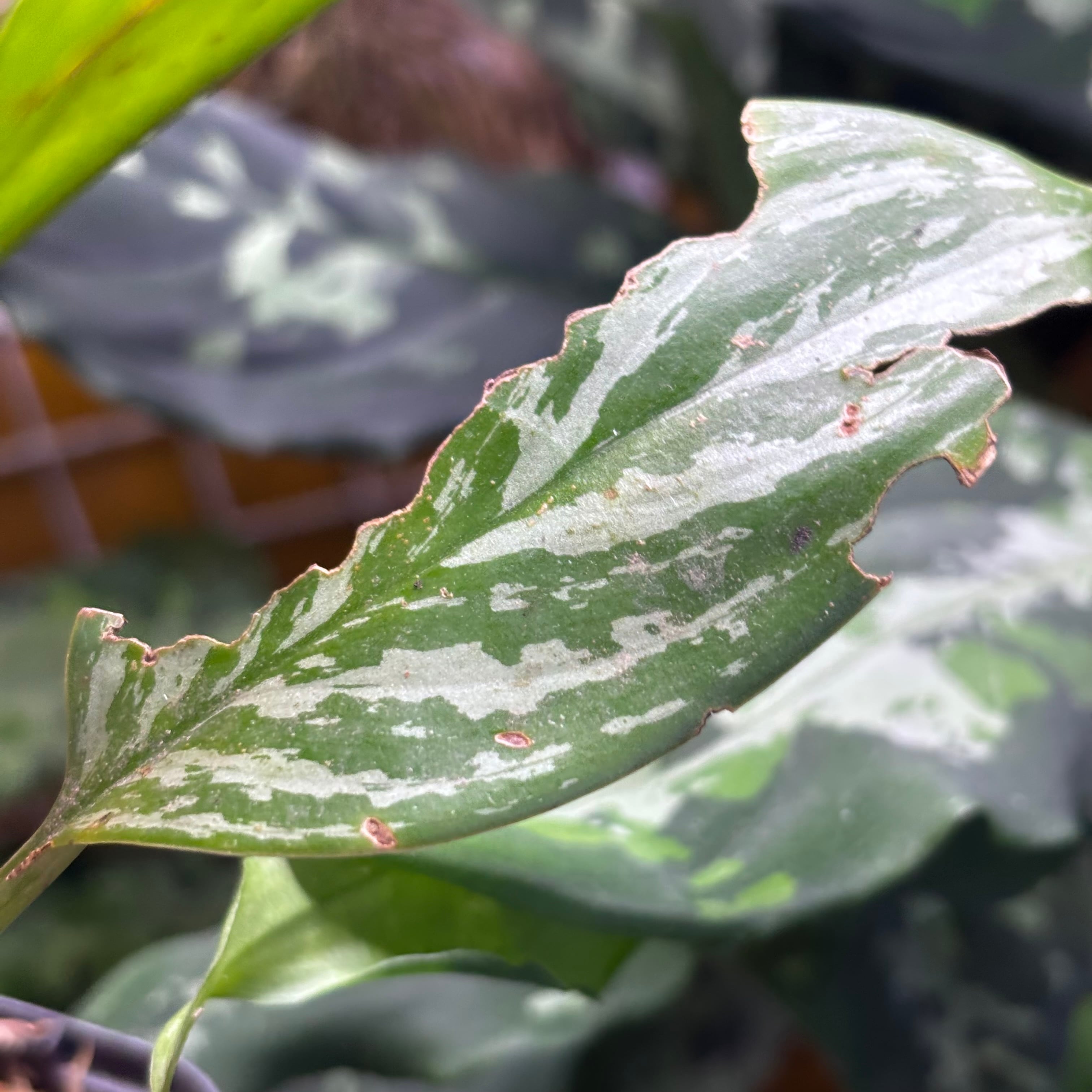 Aglaonema nitidum 