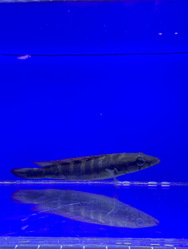 クレニキクラ　チチャ