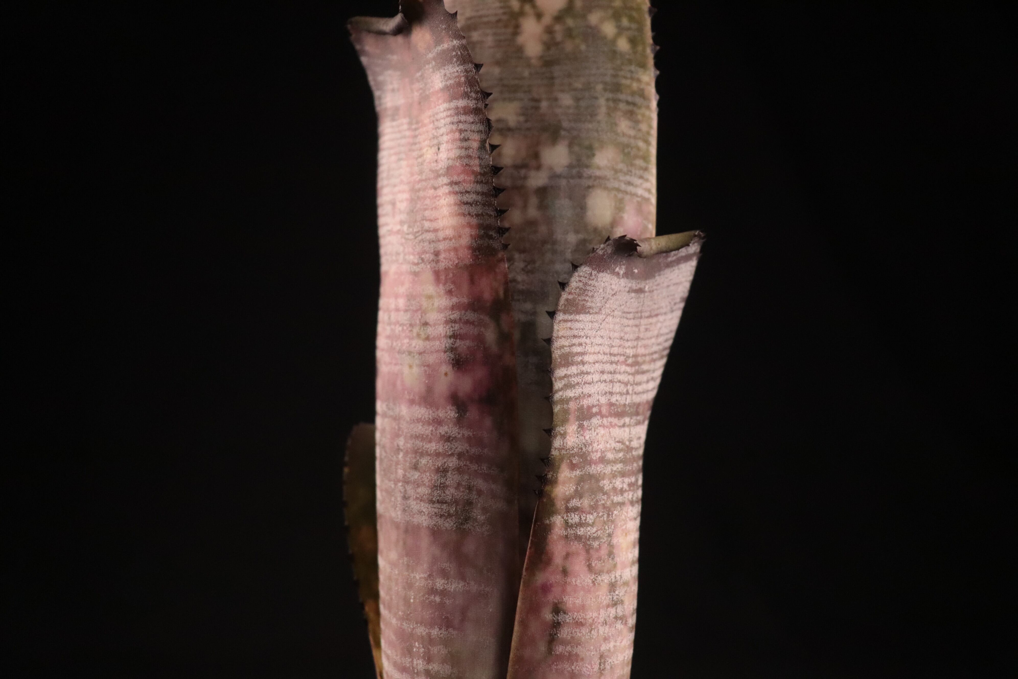 送料無料】Billbergia 'Kolan Mable Shark'〔ビルベルギア〕現品発送