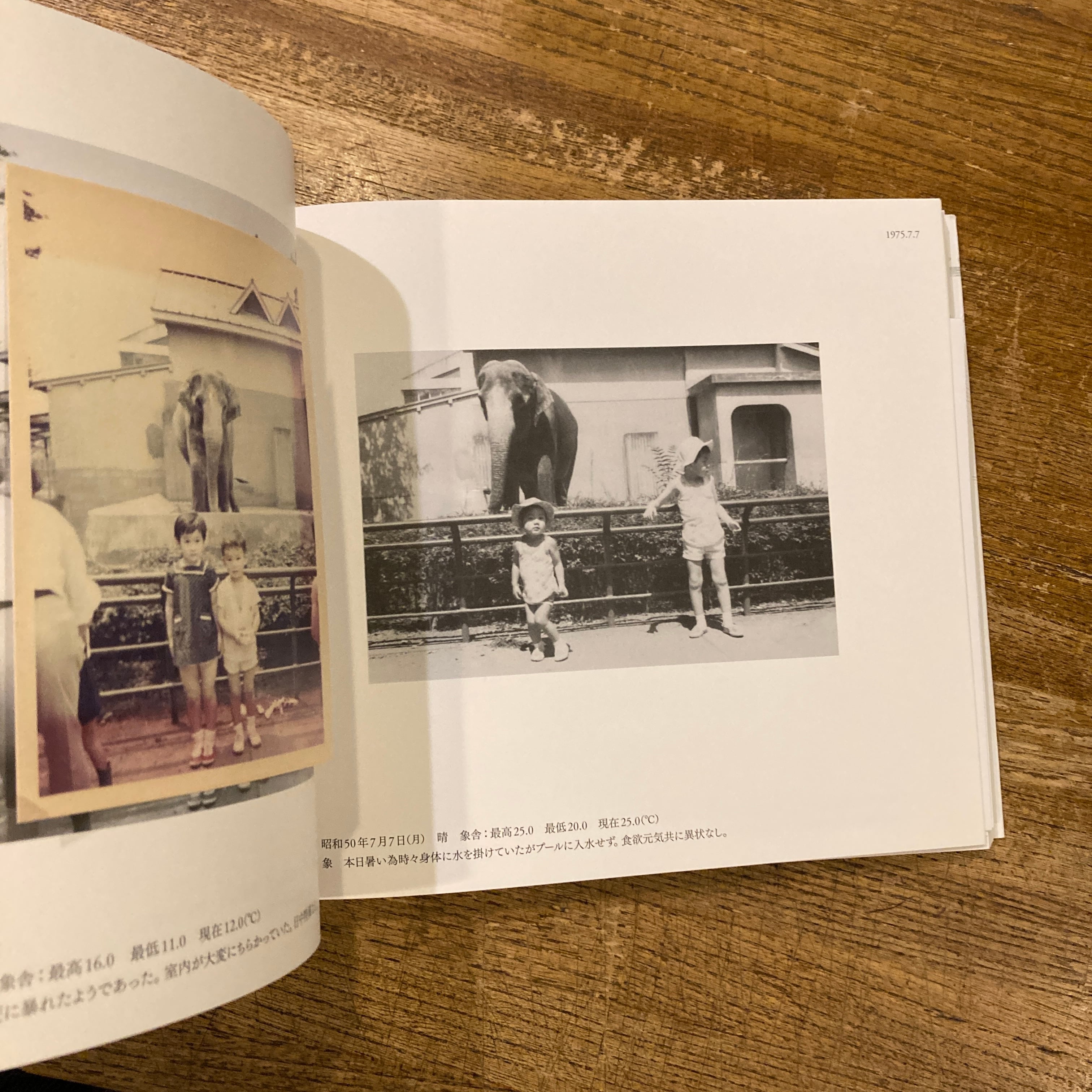 はな子のいる風景　アートブック　武蔵野市立吉祥寺美術館 はな子のいる風景 イメージを（ひっ）くりかえす | 百年