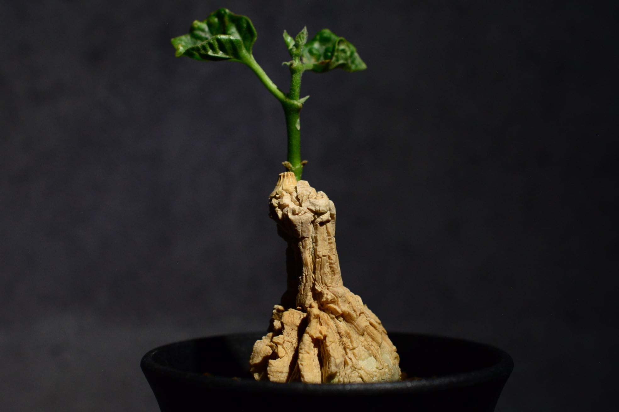 マテレア シクロフィラ | N collect plants