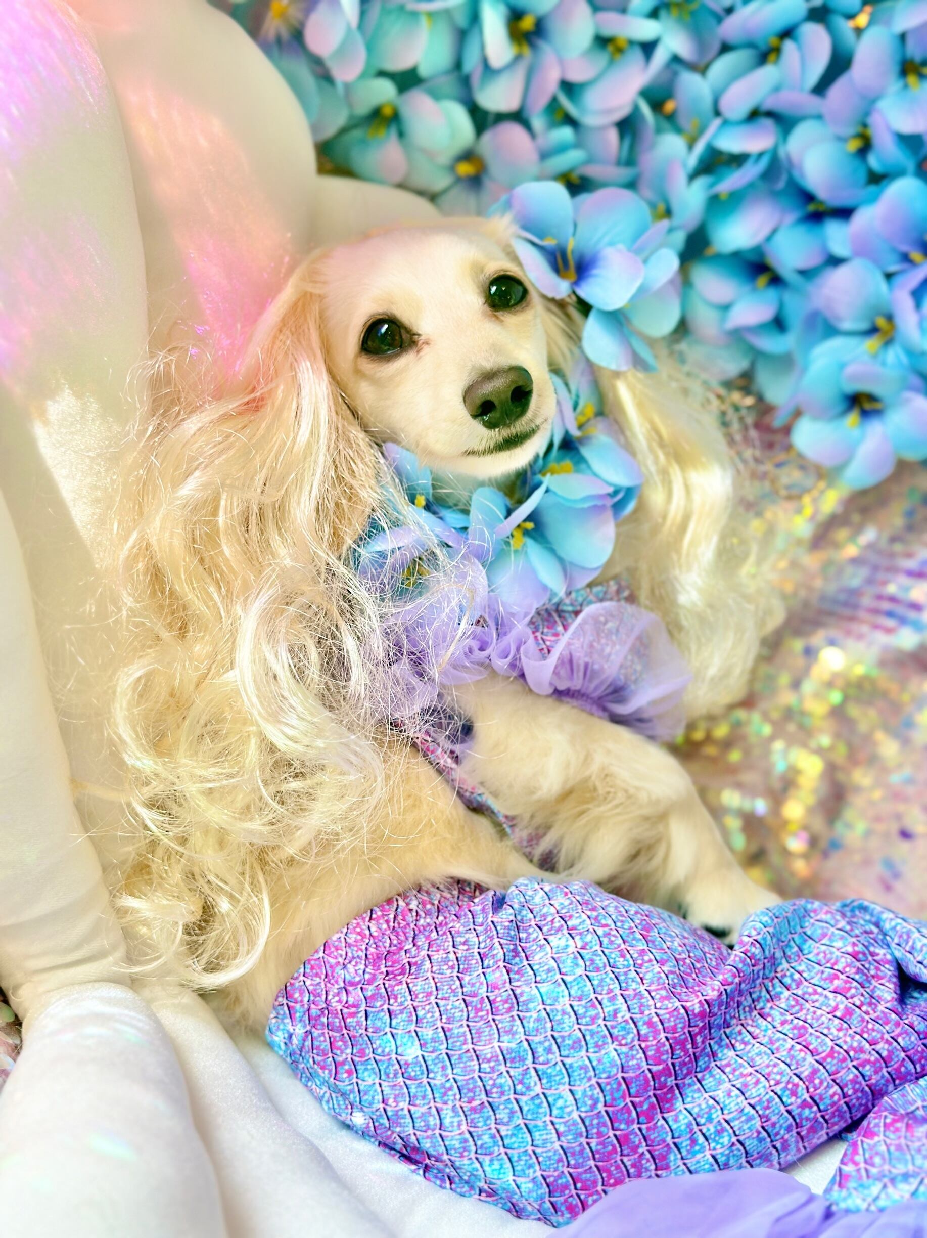 大型犬猫L レアマーメイド