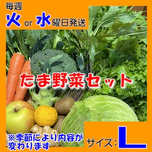 定期便【たま野菜セット　Lサイズ】毎週火～水曜日発送【送料無料(クール便)】