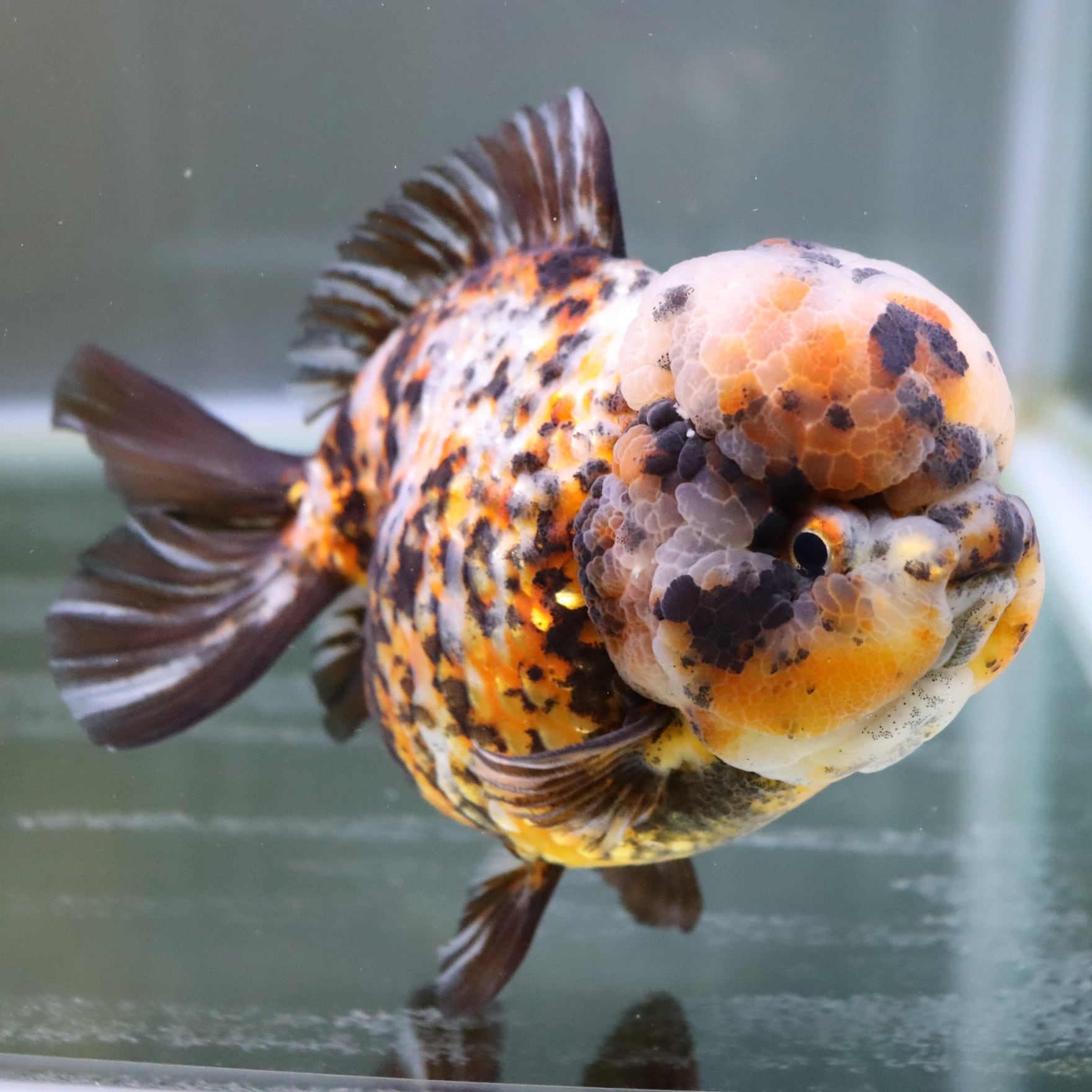 銀鱗東錦ST 16cm | 金魚・熱帯魚専門店 AquaPro.H