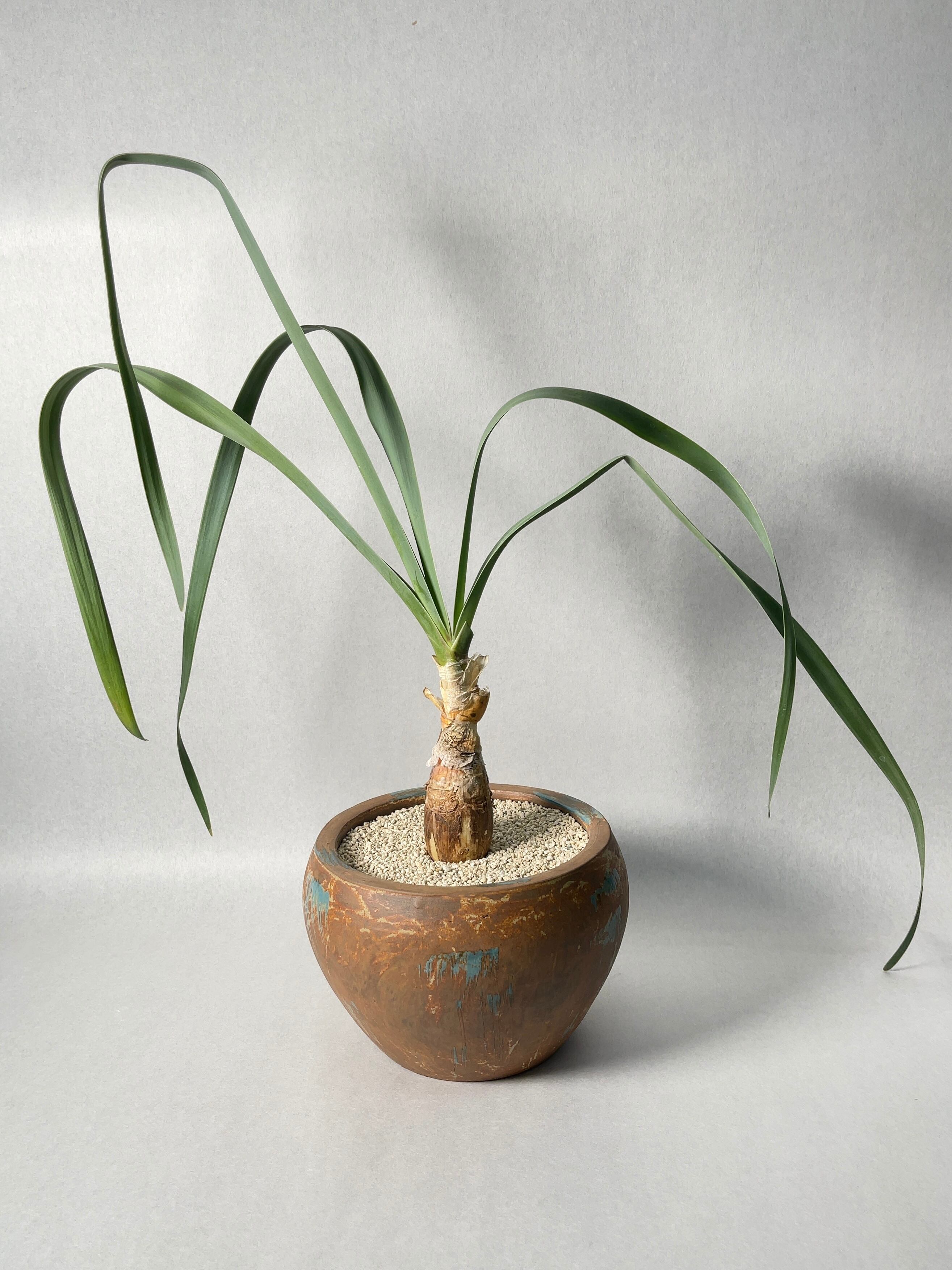 ブーファン・ディスティチャ | trigger