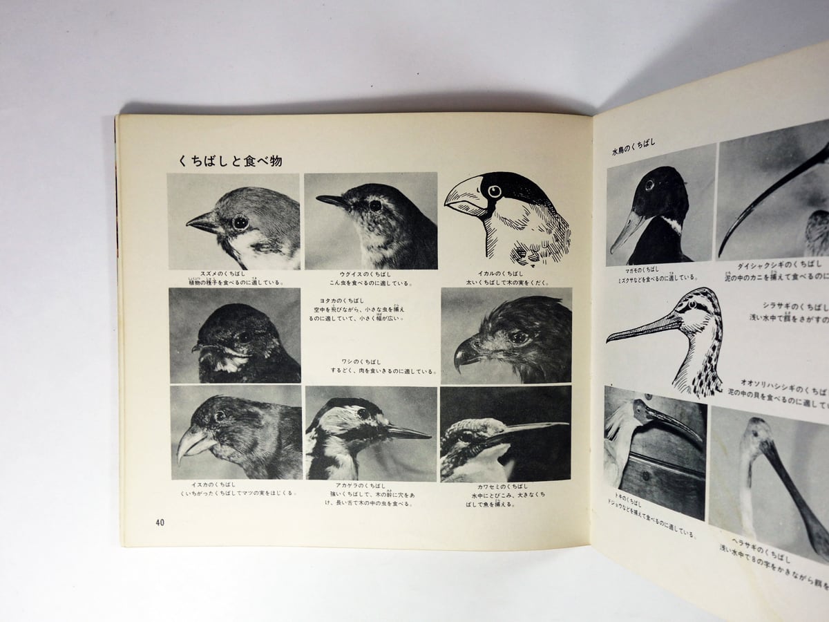 鳥（真下弘 著） - 学習コンパクト図鑑5 | bookstore ナルダ