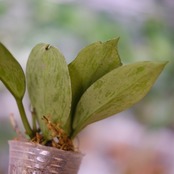 Hoya pubicaly x Pink Silver Ghost / ホヤ プビカリクス×ピンク シルバーゴースト