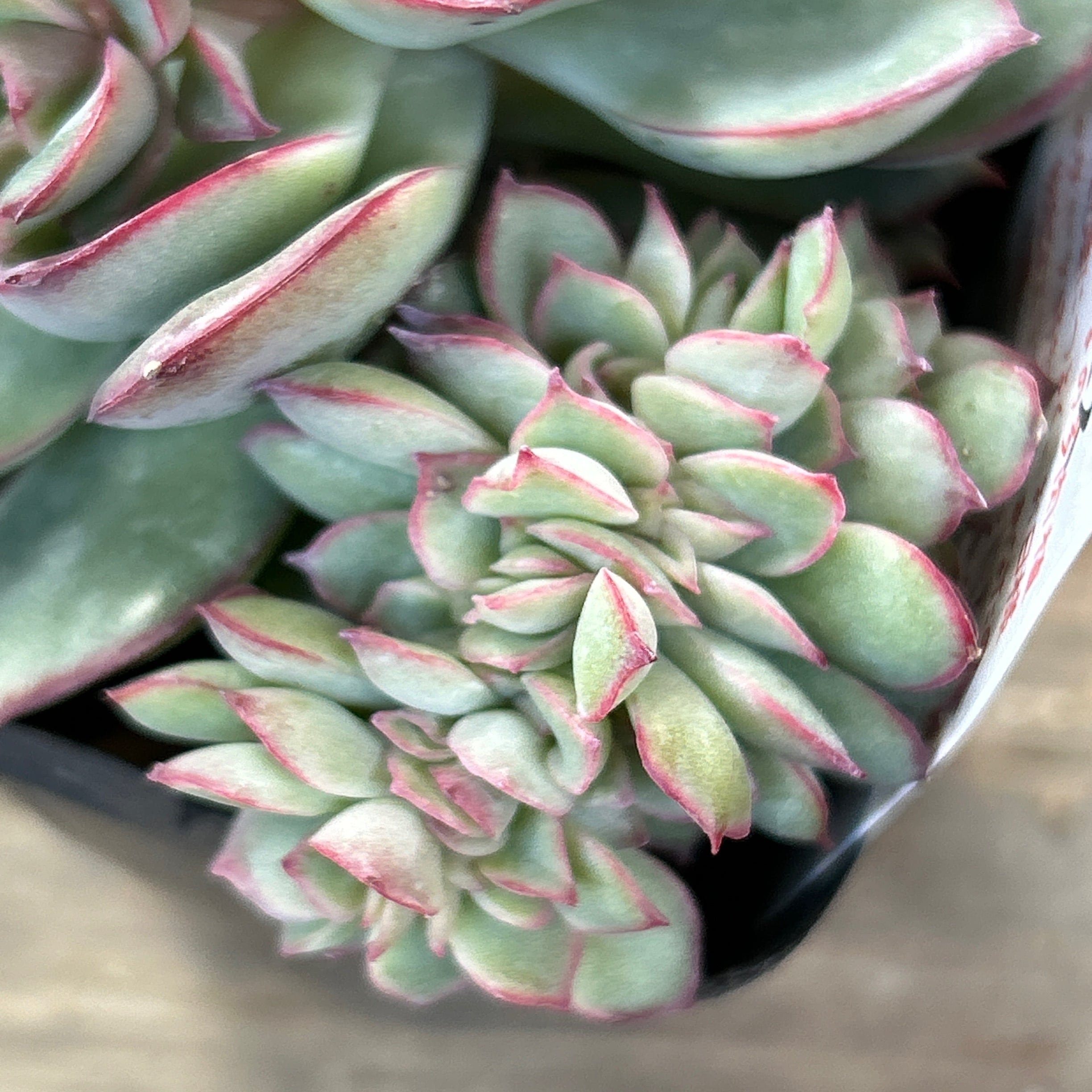 綴化 | RuPo 多肉植物専門店