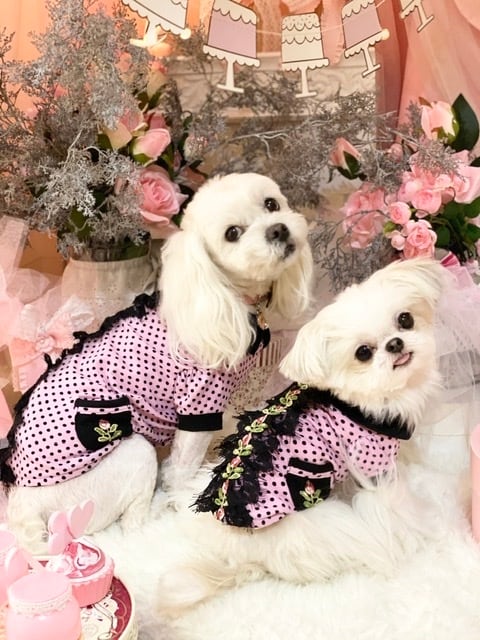 Fifi & Romeo フィフィアンドロメオ | 犬の生活 Inu no Seikatsu