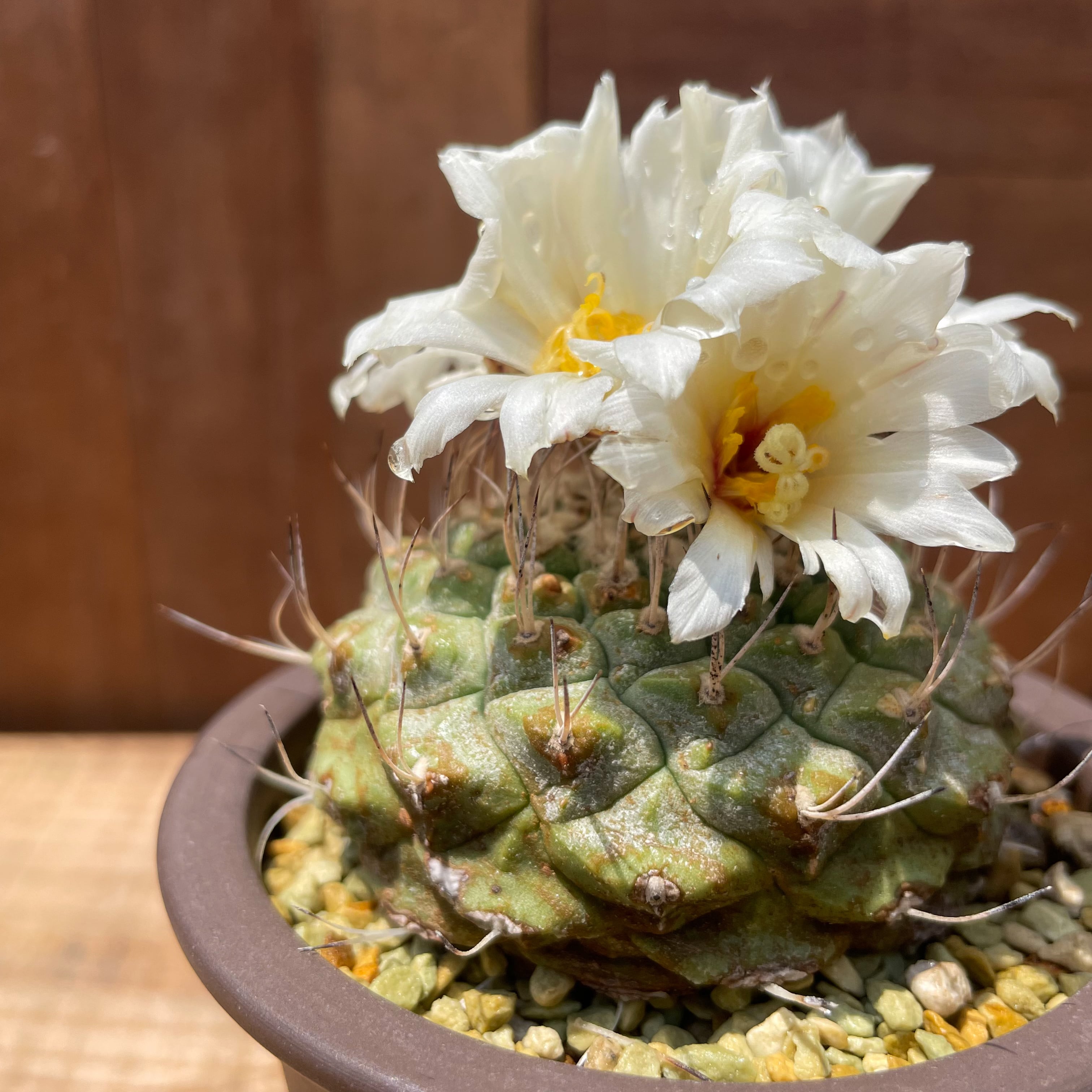 18.菊水 3苗 サボテン カクタス 多肉植物(サボテン)｜売買された