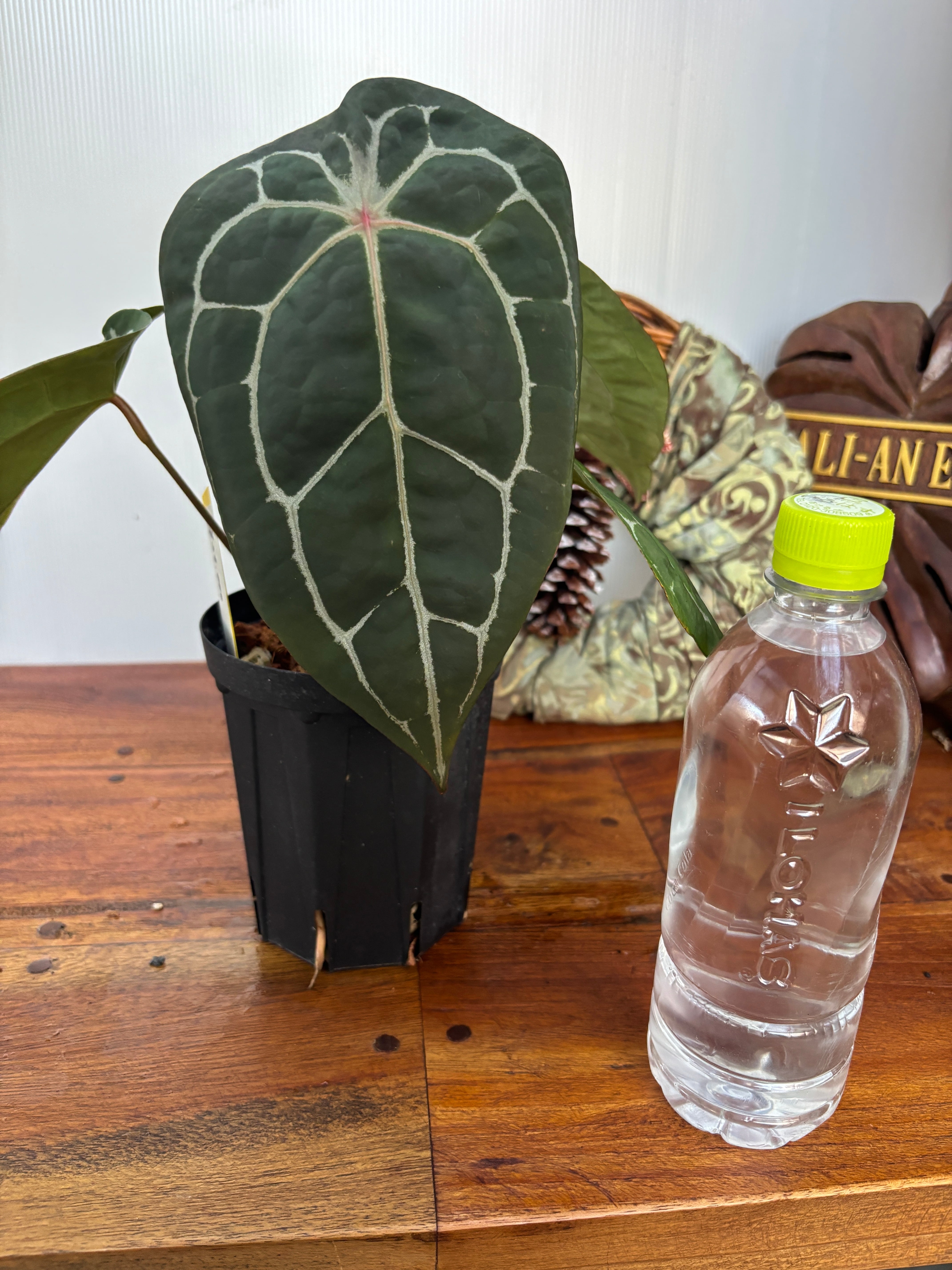 Anthurium | BA PLants