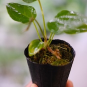 【希少】Anthurium Queen of Heart / アンスリウム クイーン オブ ハート⑨ / 観葉植物<育て方・花言葉>