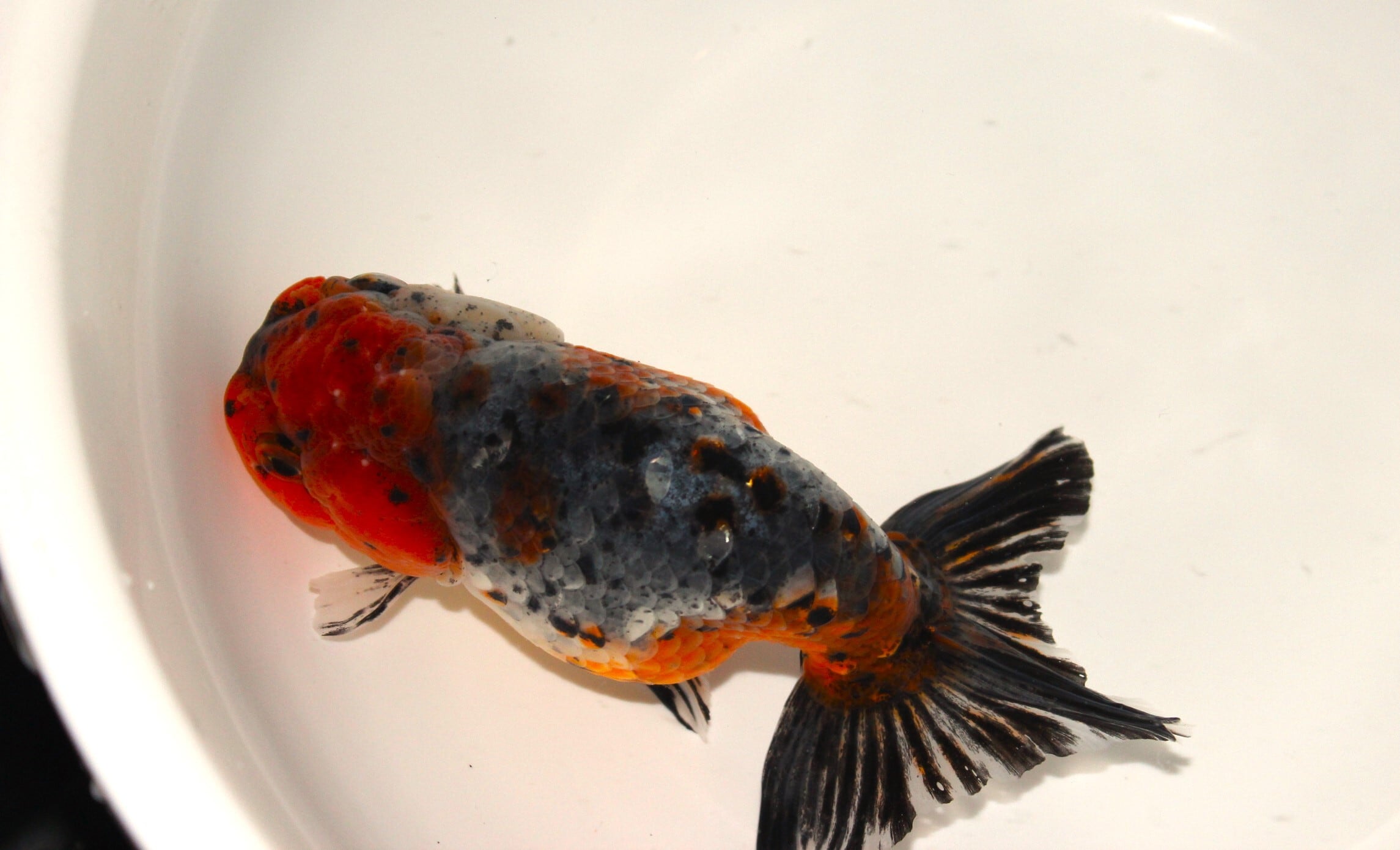 志村養魚場産 二才 五色江戸錦（大）＃1215-01 | 金魚専門店 和の美