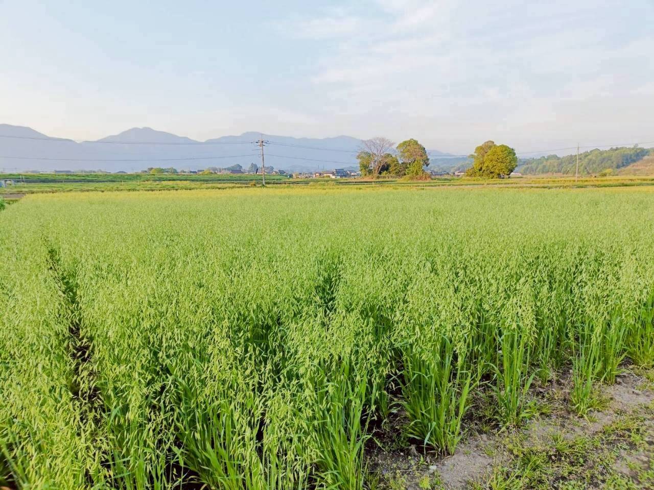 お米のように炊ける　栄養豊富な全粒穀物！オートグローツ　自然栽培　900g【醍醐農園】