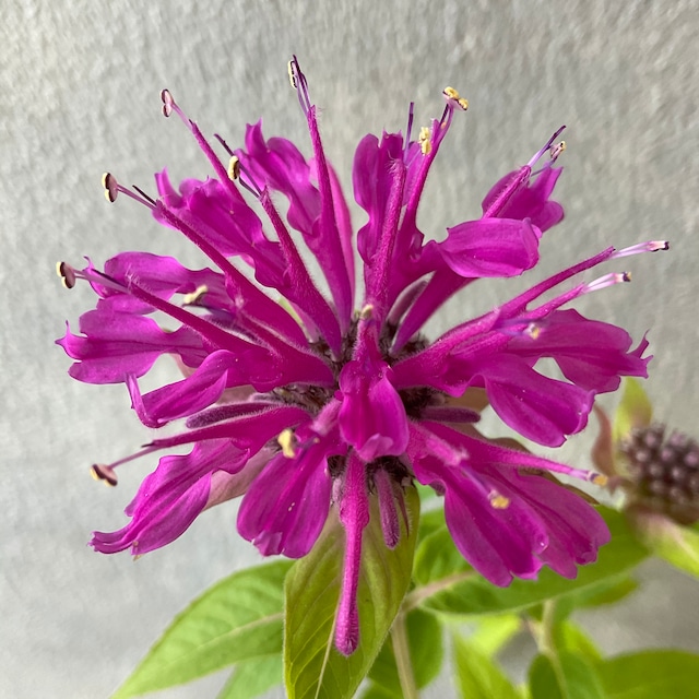 モナルダ ベルガモット 橋本種苗園 モナルダ ベルガモット 橋本種苗園