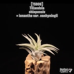 Tillandsia chiapensis × ionantha var. vanhyningii〔エアプランツ〕T5906