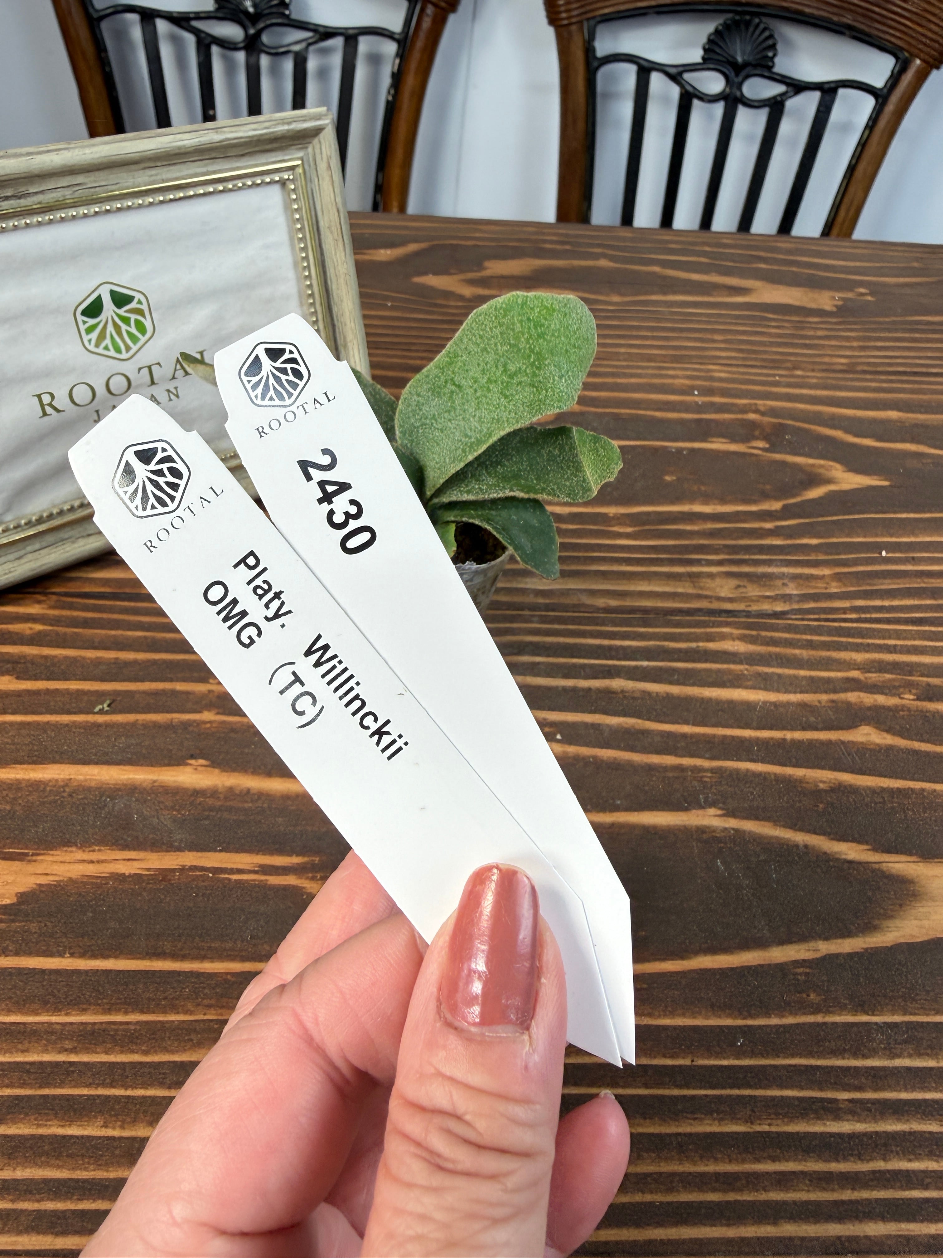 ★2430【驚嘆の造形美、OMGの名にふさわしく】ビカクシダ ウィリンキーOMG TC(2号ポット)