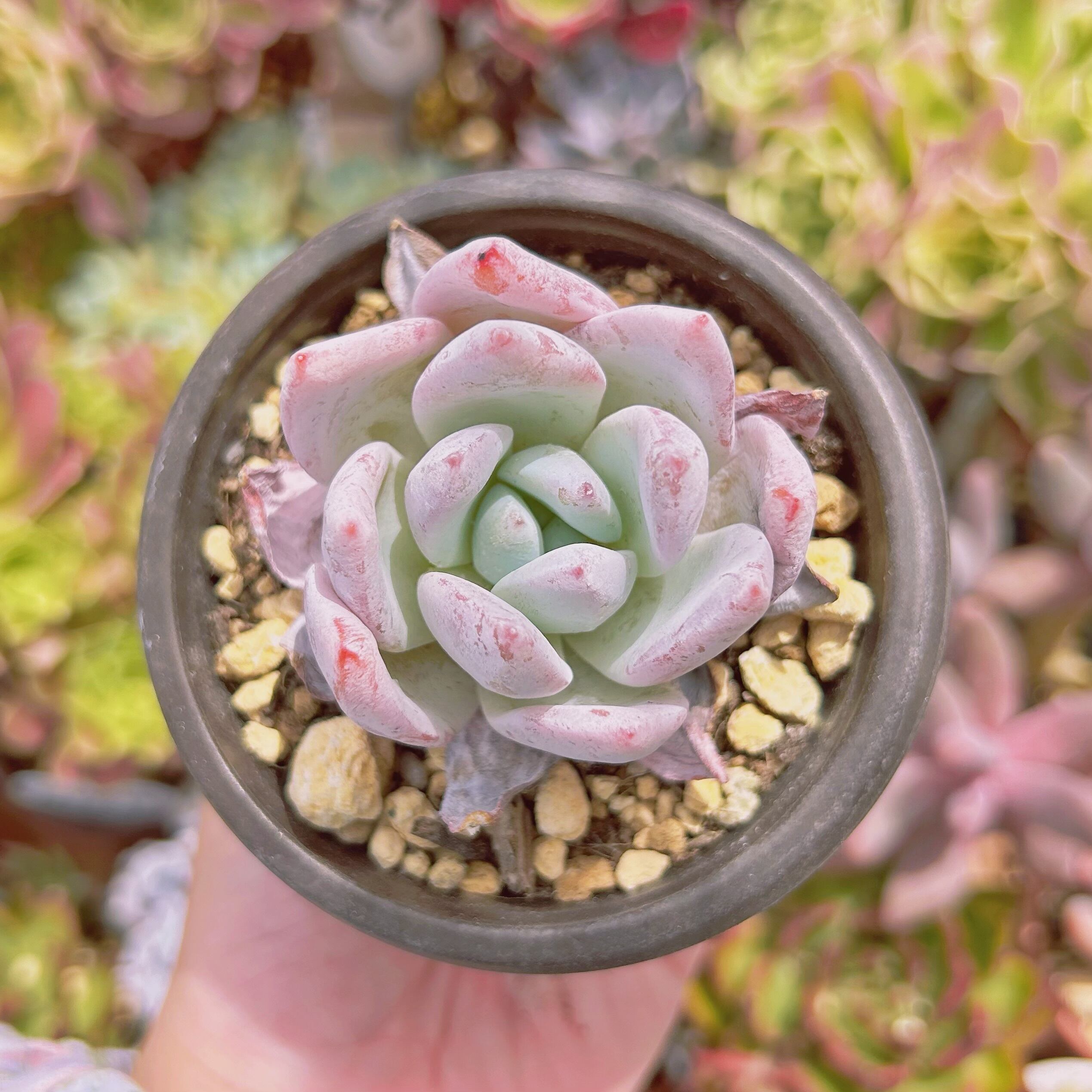 #1133現物　多肉植物　夢雪　抜き苗