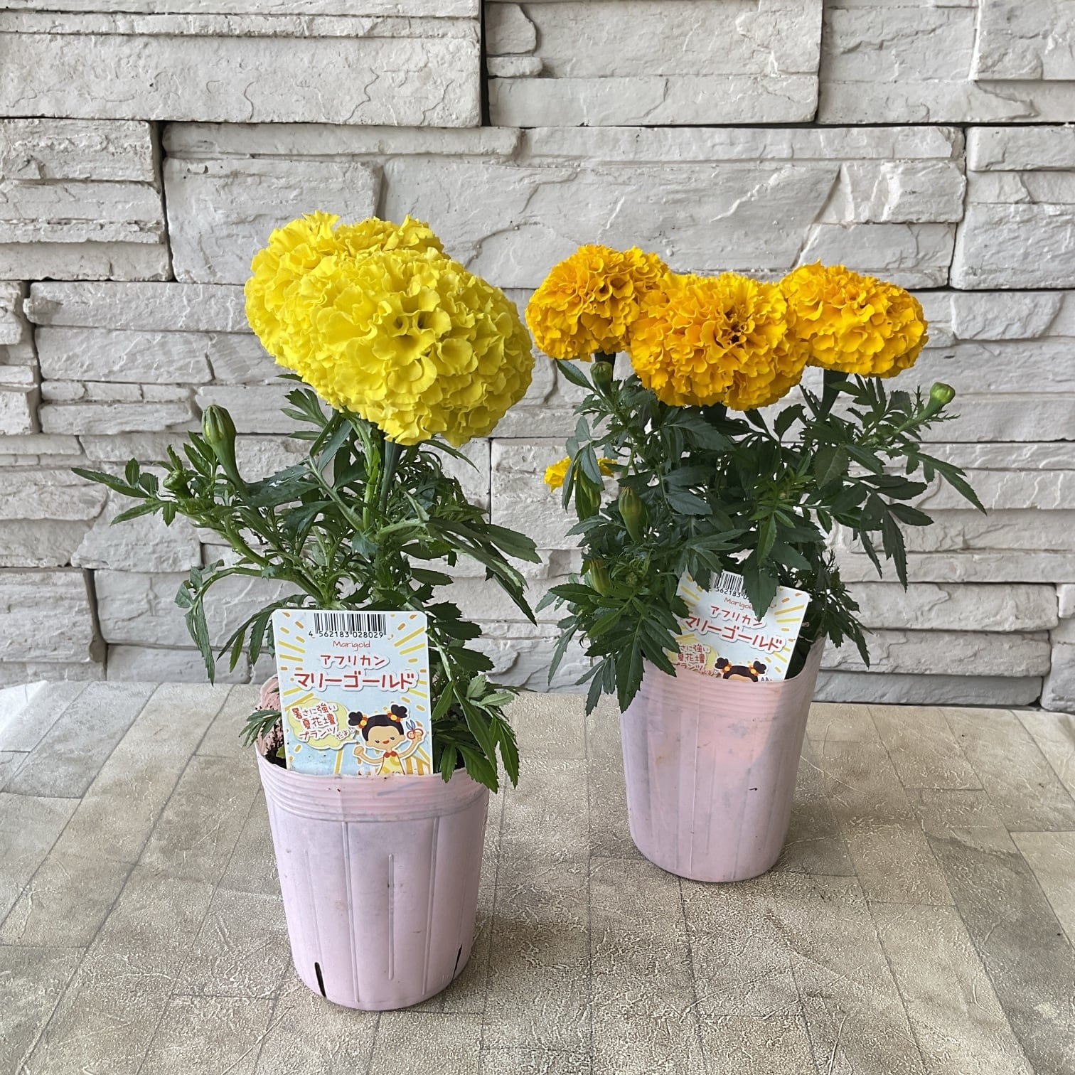 マリンゴールド 3本セット 青臭く 