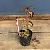 【クリアランス】Cystorchis stenoglossa【767】