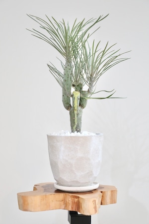 【S】セネシオ クレイニア ネリイフォリア/Senecio kleinia