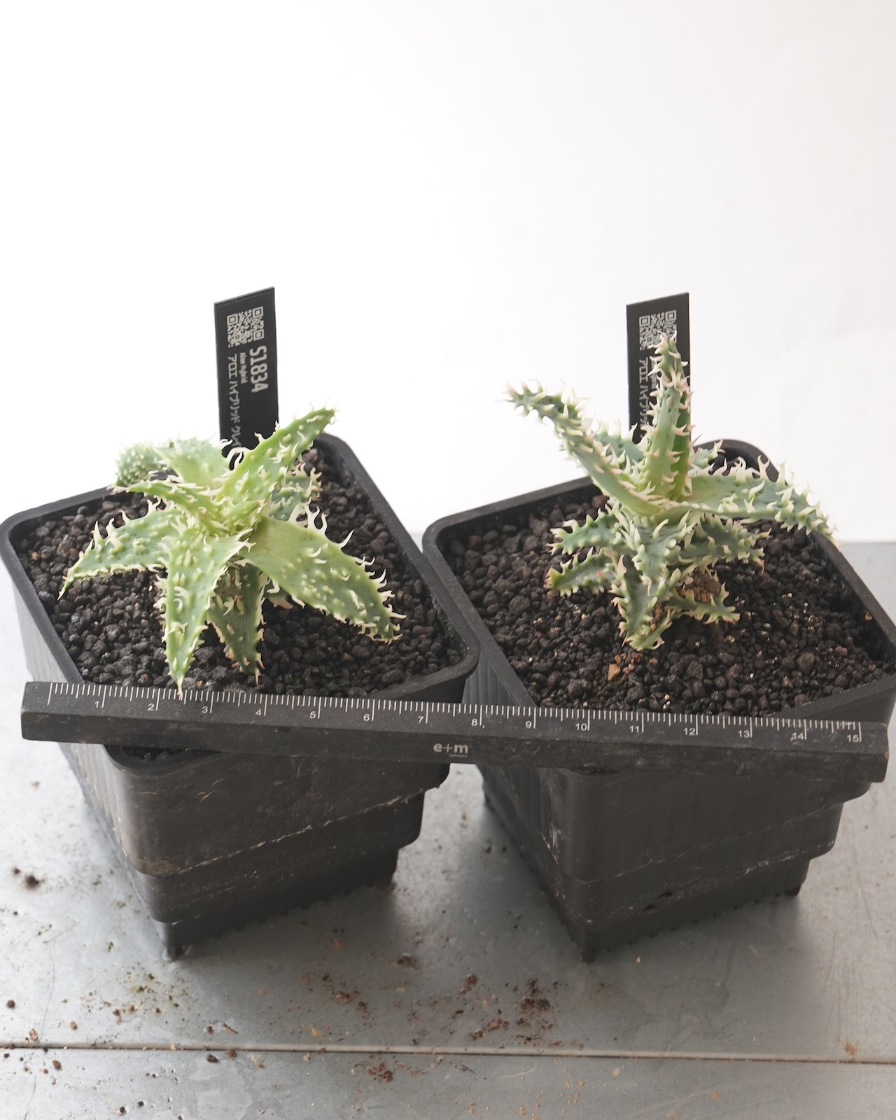 抜き苗 アロエハイブリッド クレイ系 M Aloe Hybrid