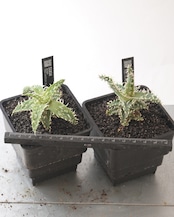 抜き苗 アロエハイブリッド クレイ系 M Aloe Hybrid