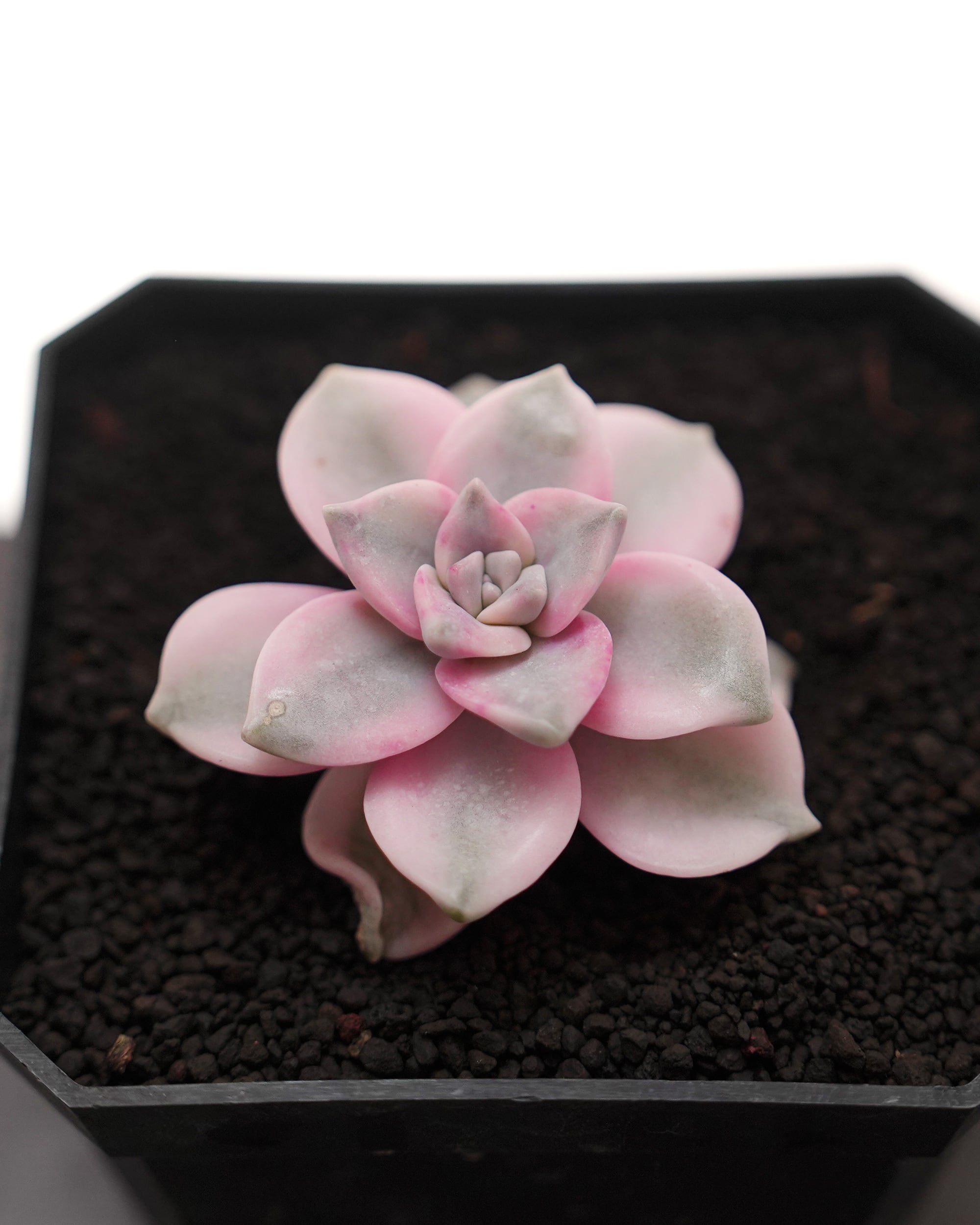レア種・新品種 | PUKUBOOK SUCCULENTS