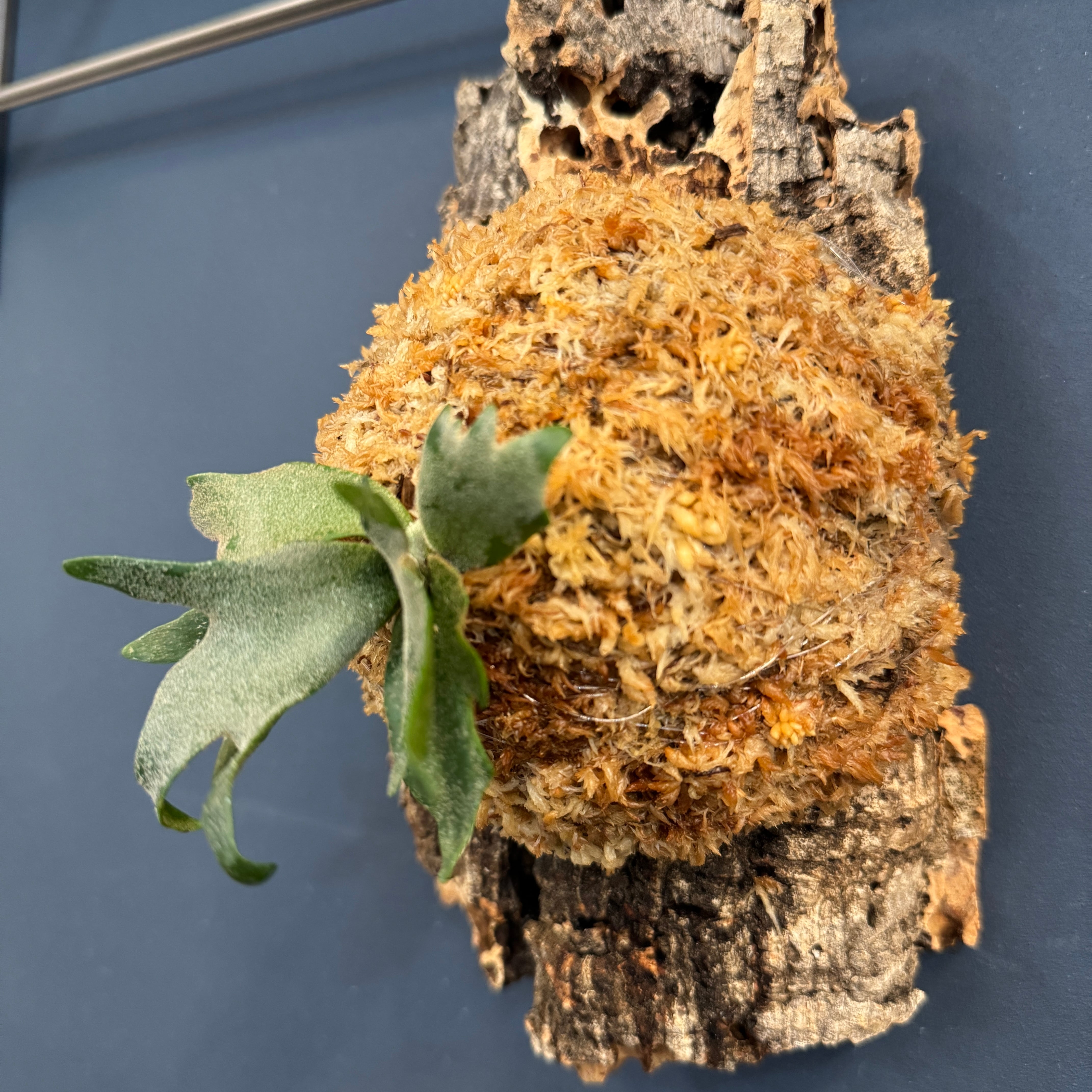 ビカクシダ willinckii 'yellowmoon dwarf' spore TC 板付け (コルク