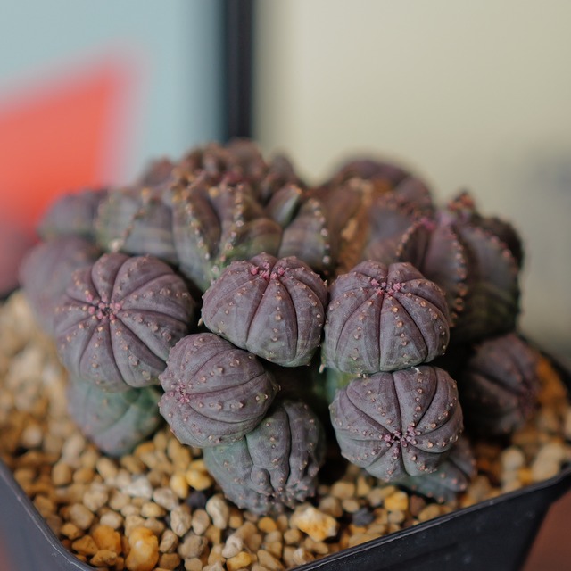 メス株【厳選株】最大幅約8cm 仔吹き 円扇石化 オベサ / ユーフォルビア